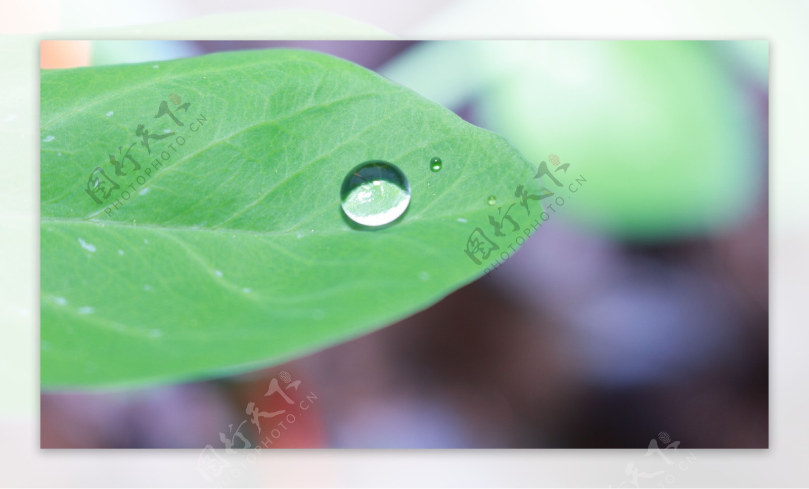 一滴小雨露图片