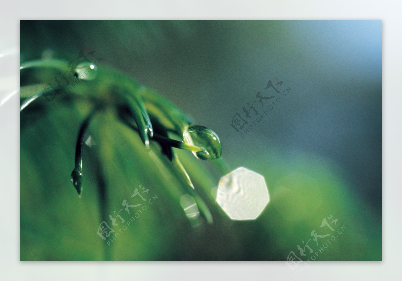 绿植水滴图片