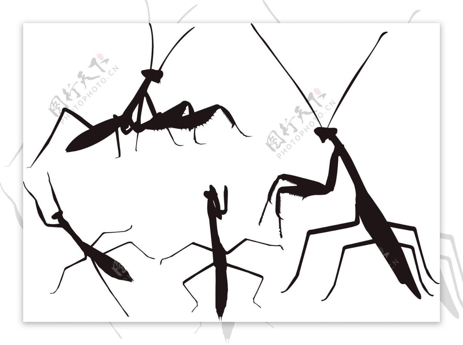 [螳螂] 圆珠笔手绘|插画|插画习作|尚十九 - 原创作品 - 站酷 (ZCOOL)