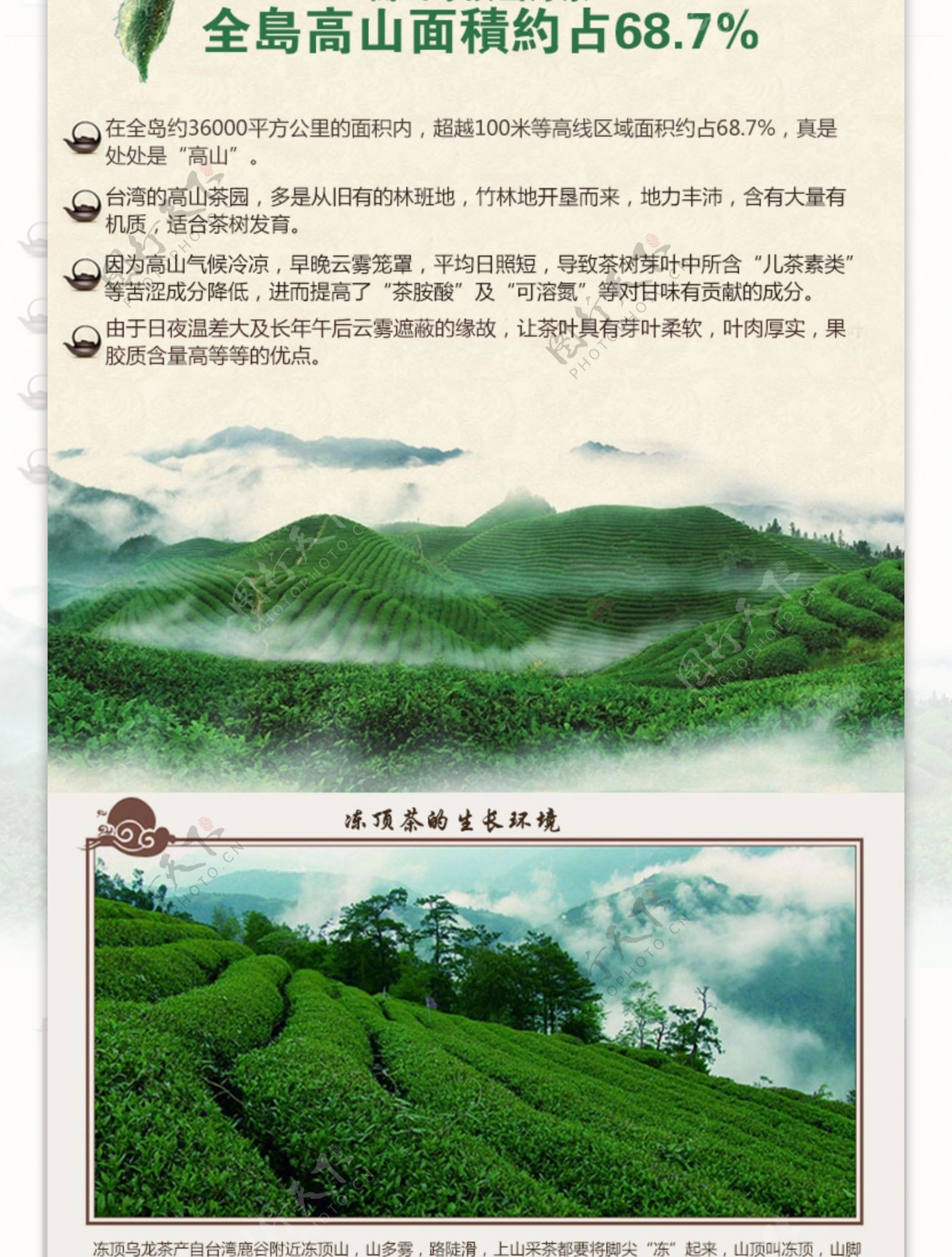 台湾冻顶乌龙茶