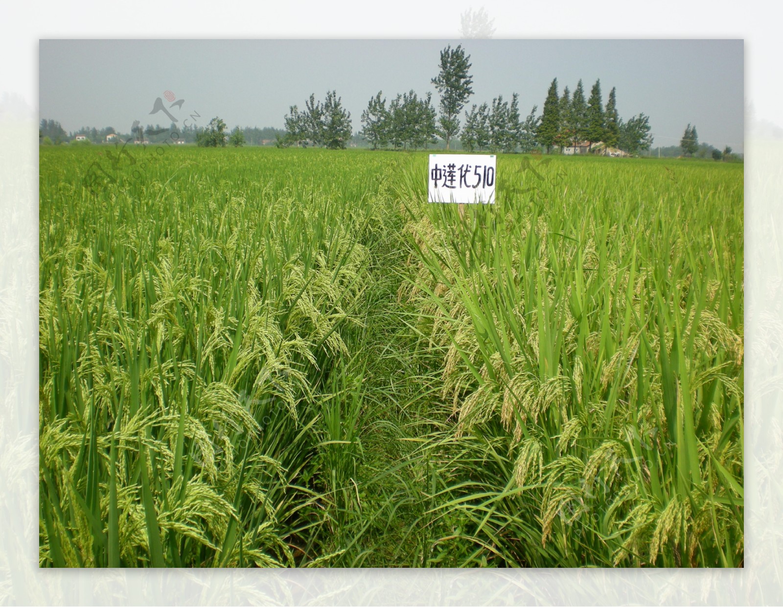 高清晰水稻田图片