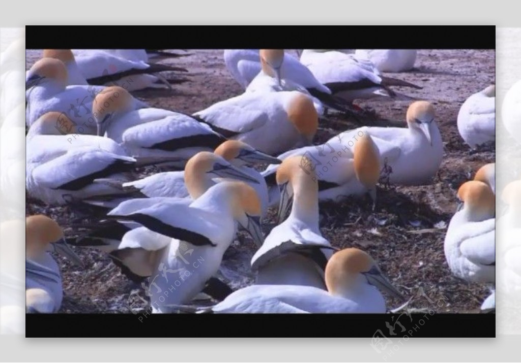 鸟类视频素材素材下载
