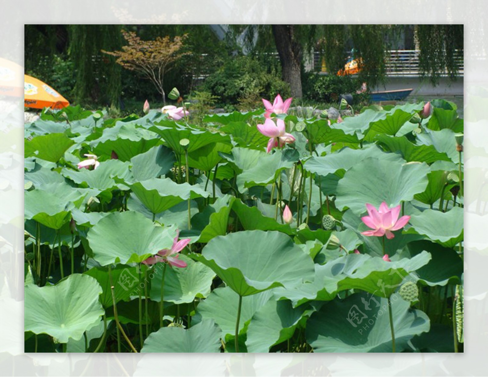 荷花风景图