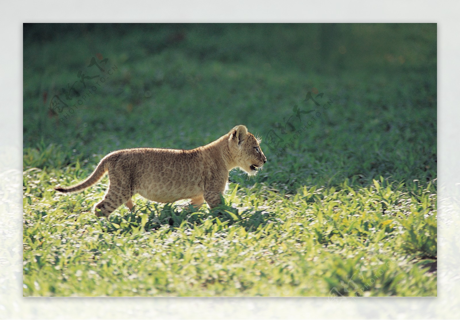 狮子幼崽草原
