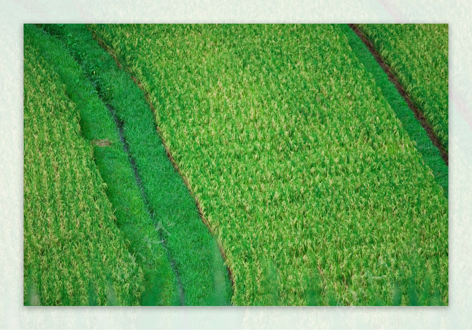 农村水稻田图片