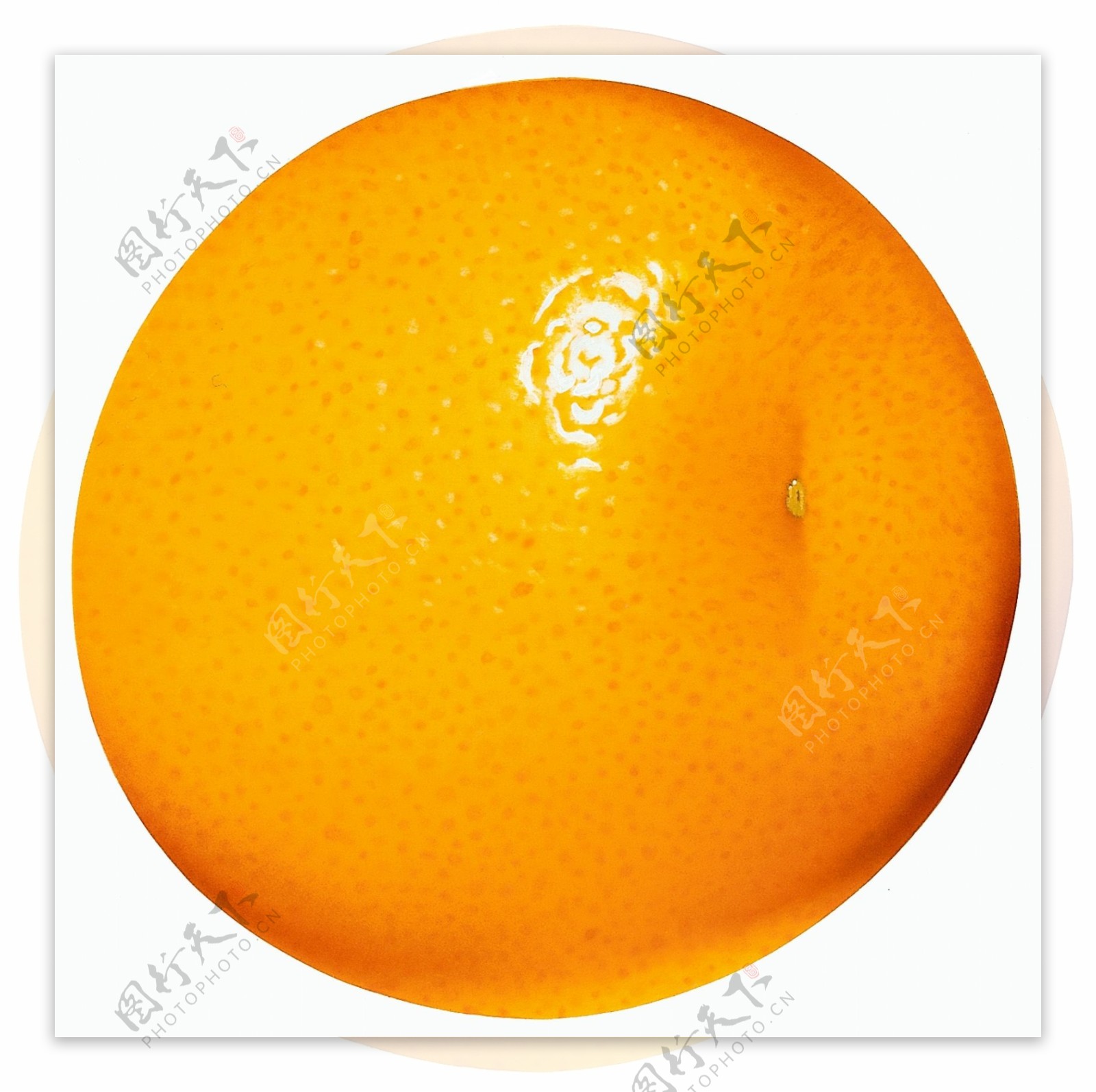 大个橘子橘子特写橘子图片橘子标本橘子素材