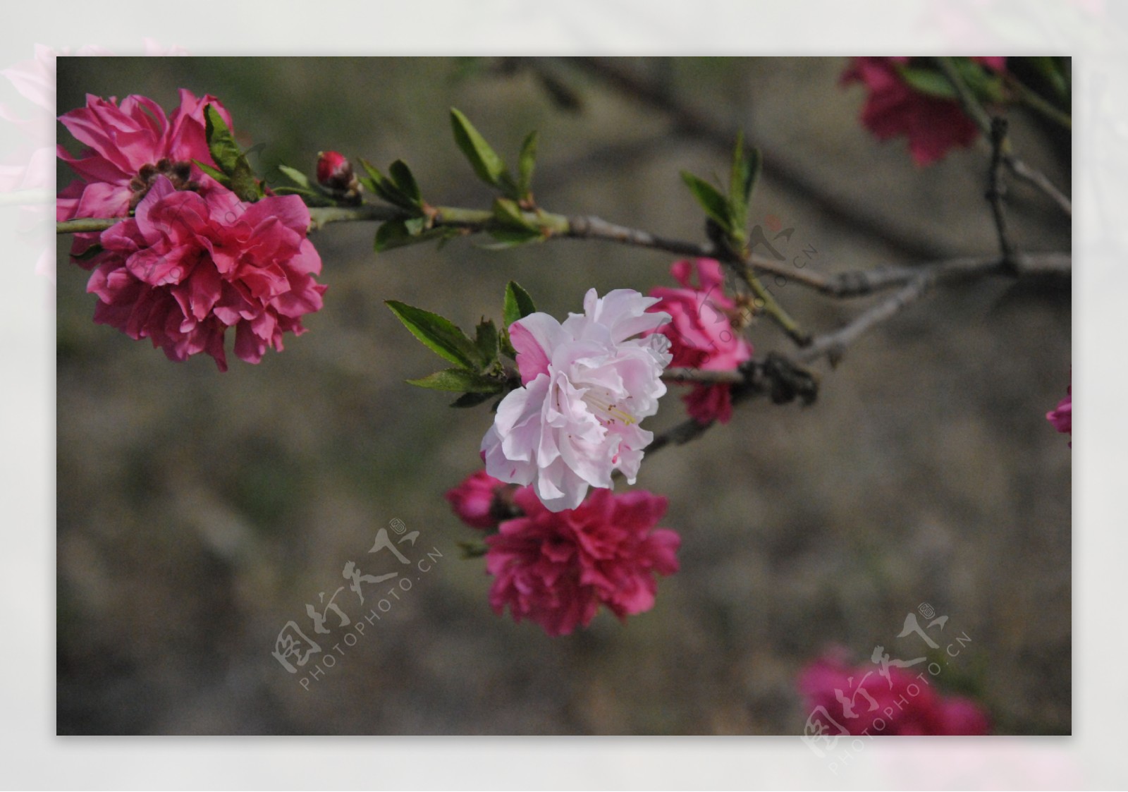 桃花图片