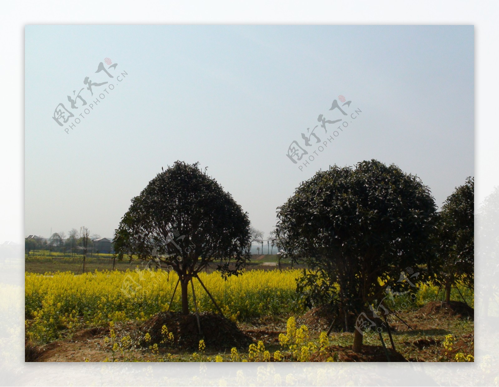 蔬菜基地油菜花图片