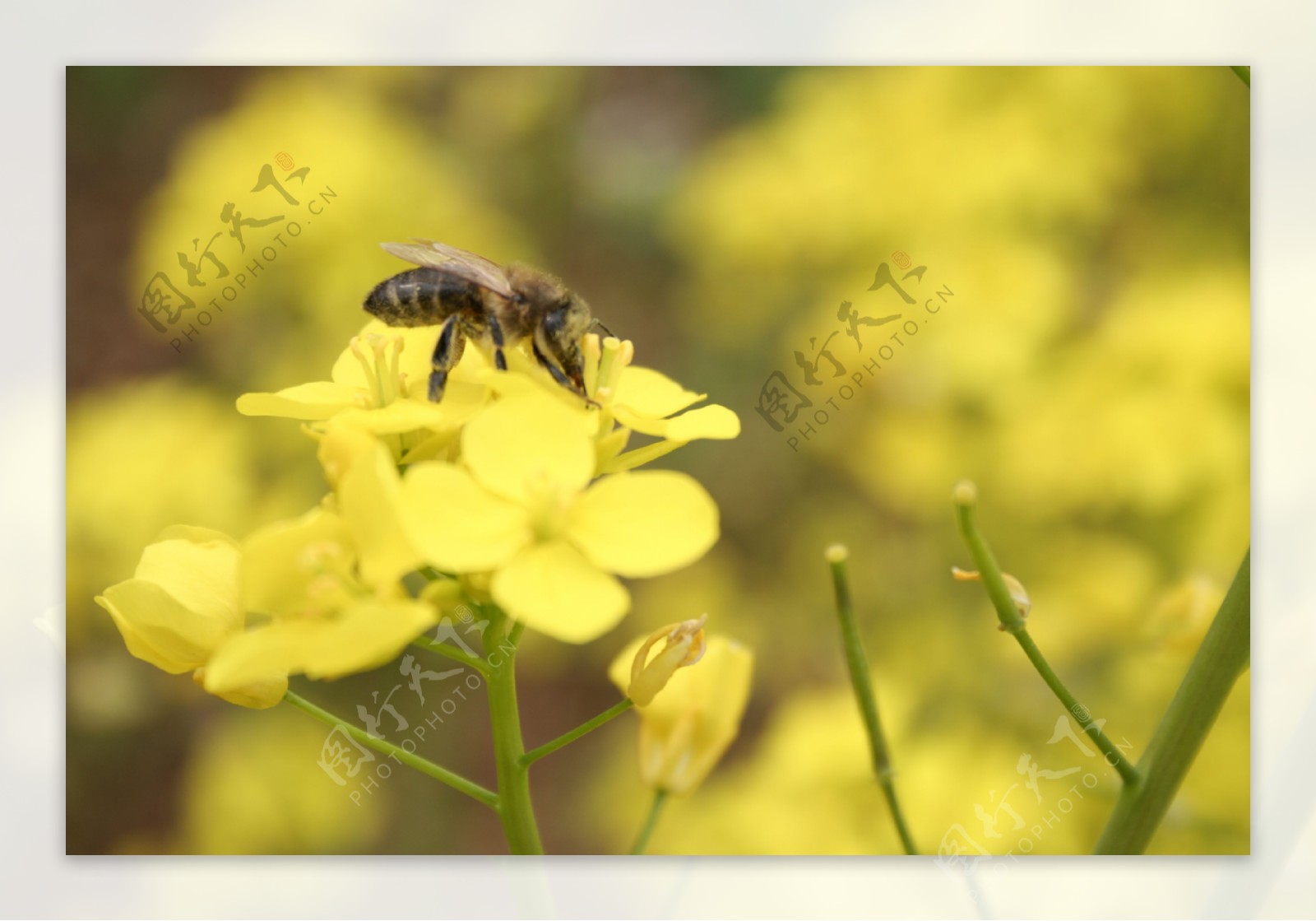 蜜蜂和油菜花图片