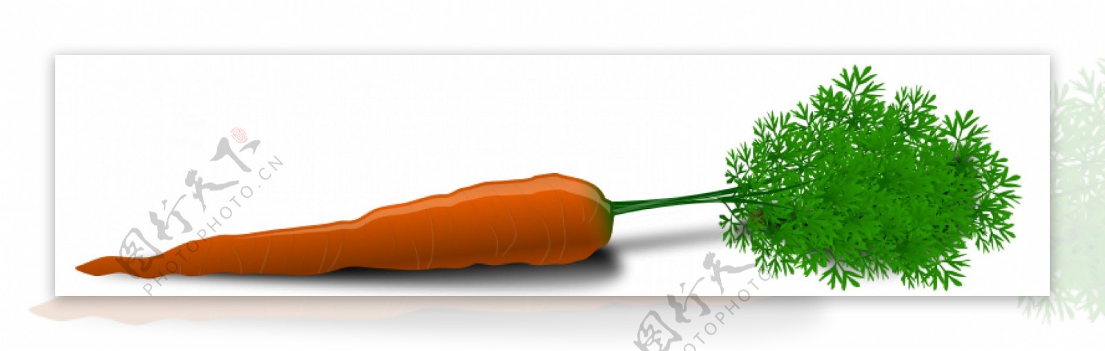 一个胡萝卜矢量图像