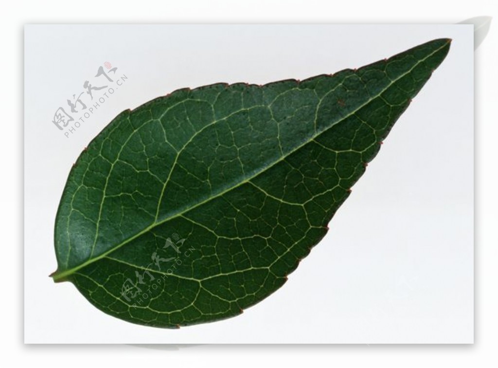 各种叶子树叶3D材质素材20090224更新20