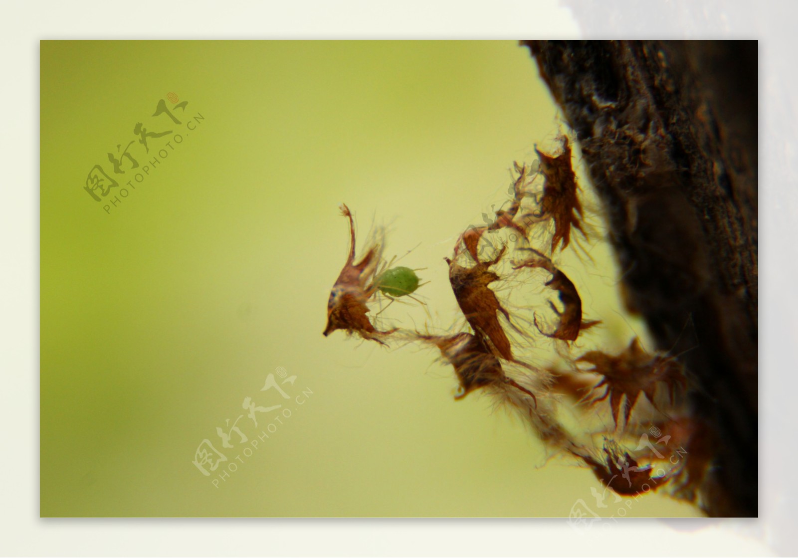 蚜虫图片