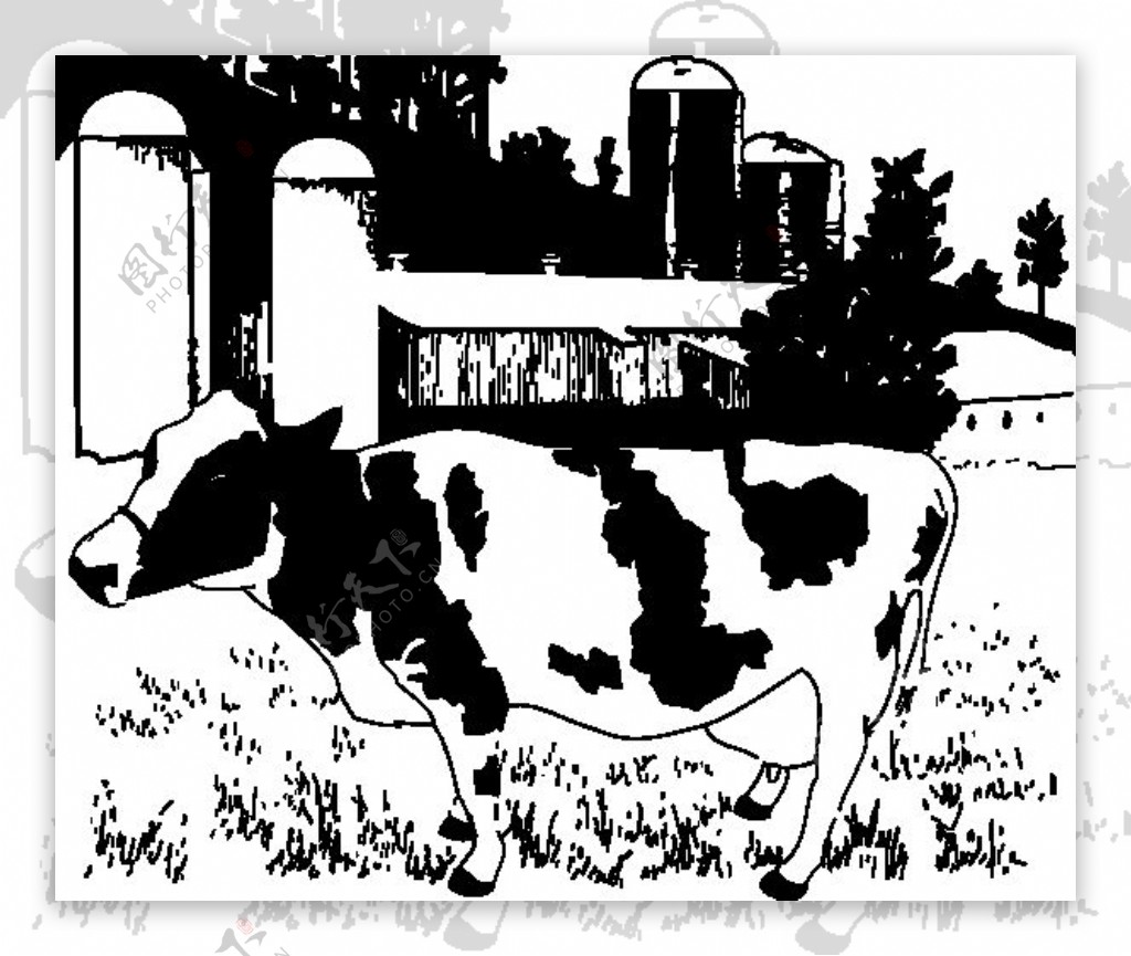 牛在农场的剪辑艺术