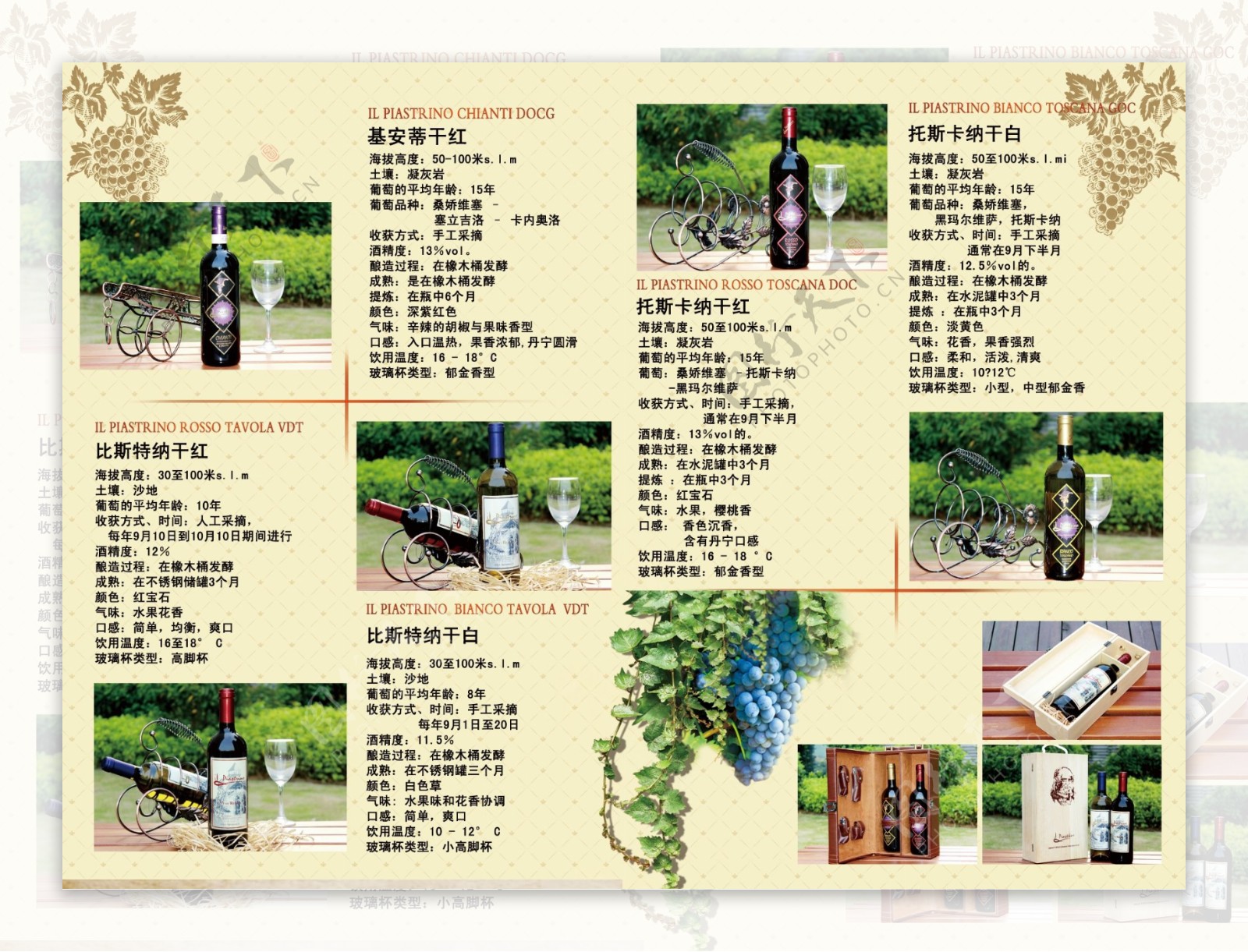 红酒葡萄宣传册图片