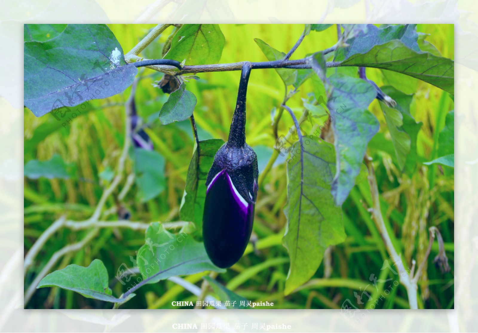 紫色茄子图片