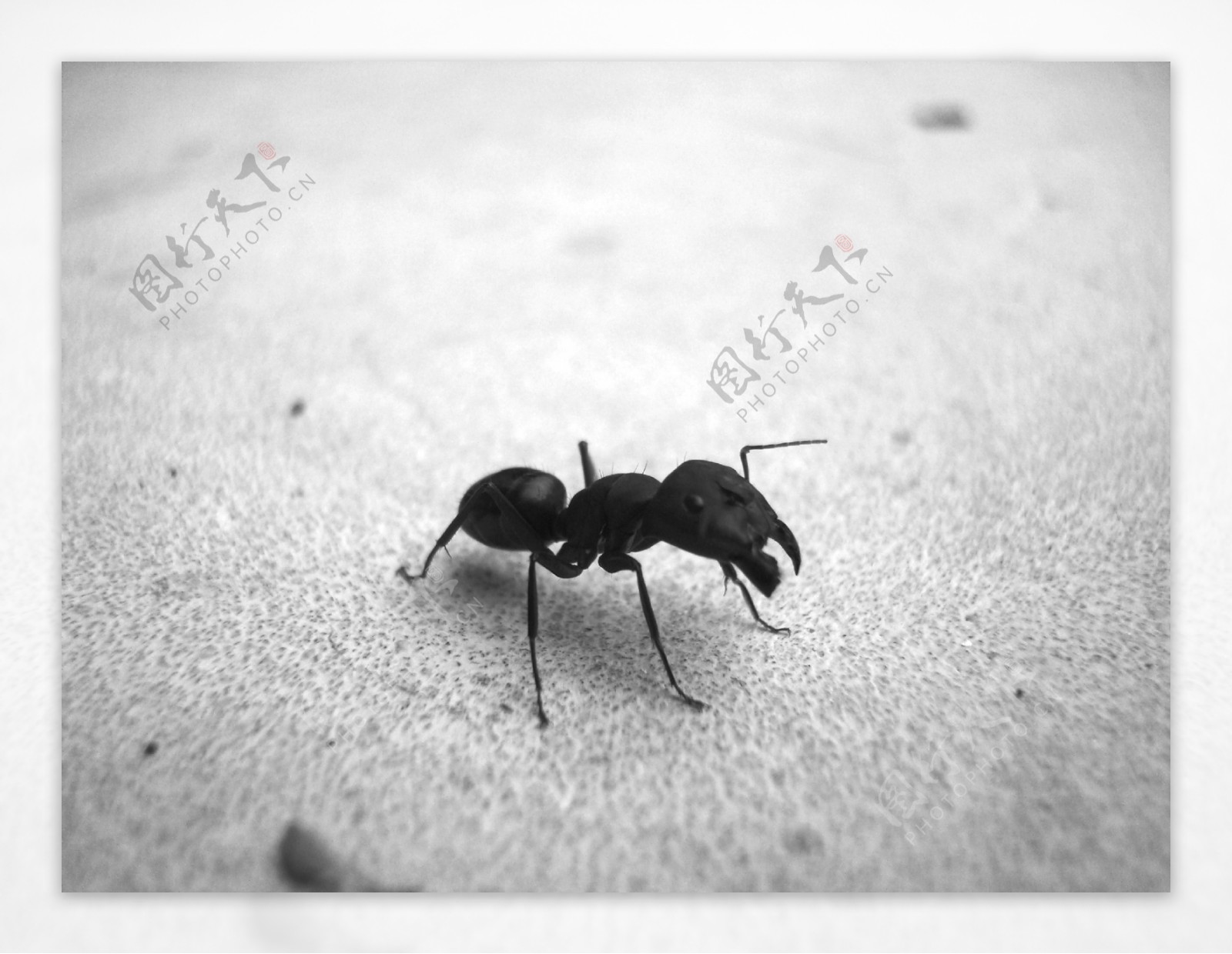黑色小蚂蚁图片