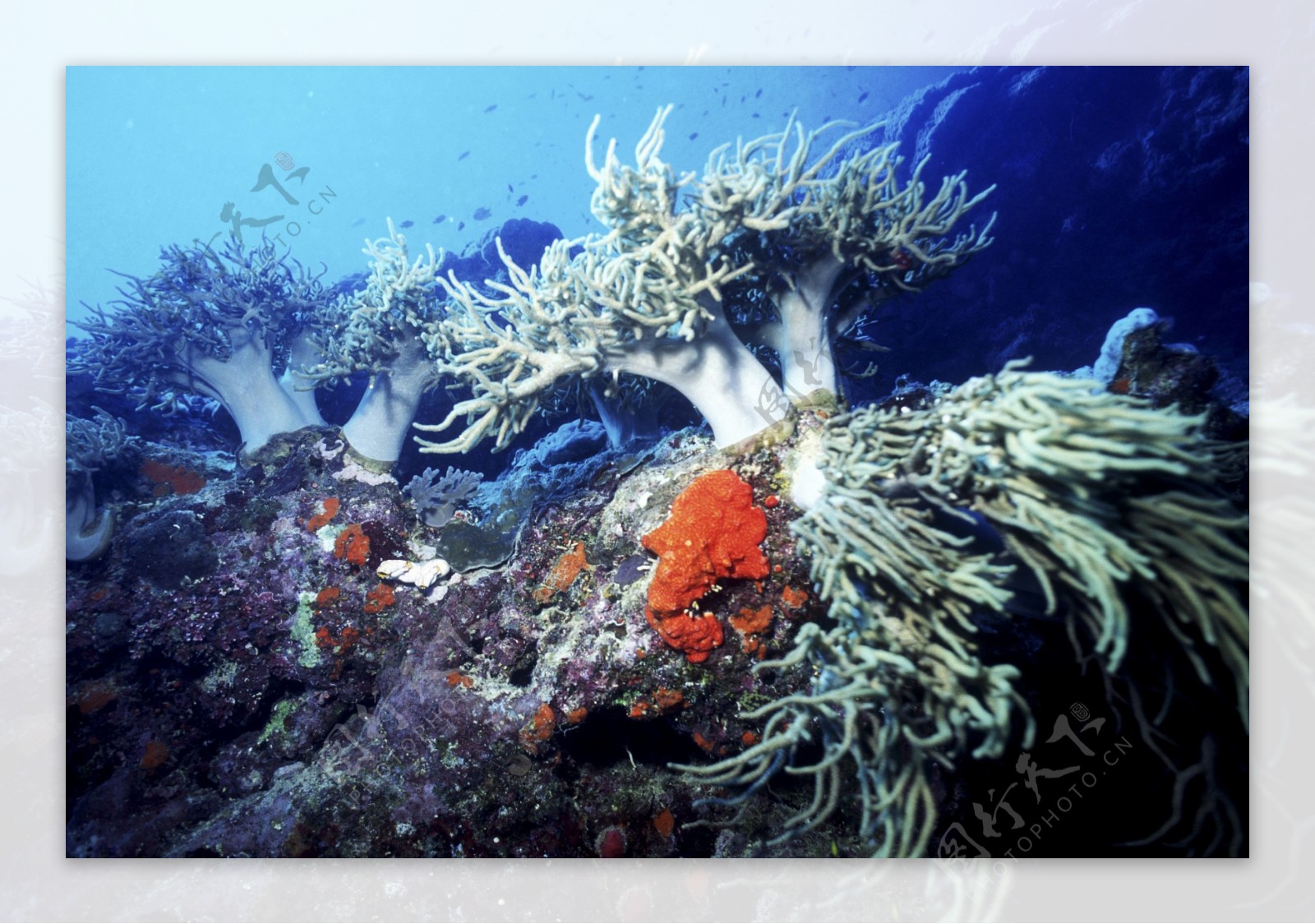 深海海底世界生物珊瑚鱼群潜水员探秘礁石安静海胆水母鱼海星