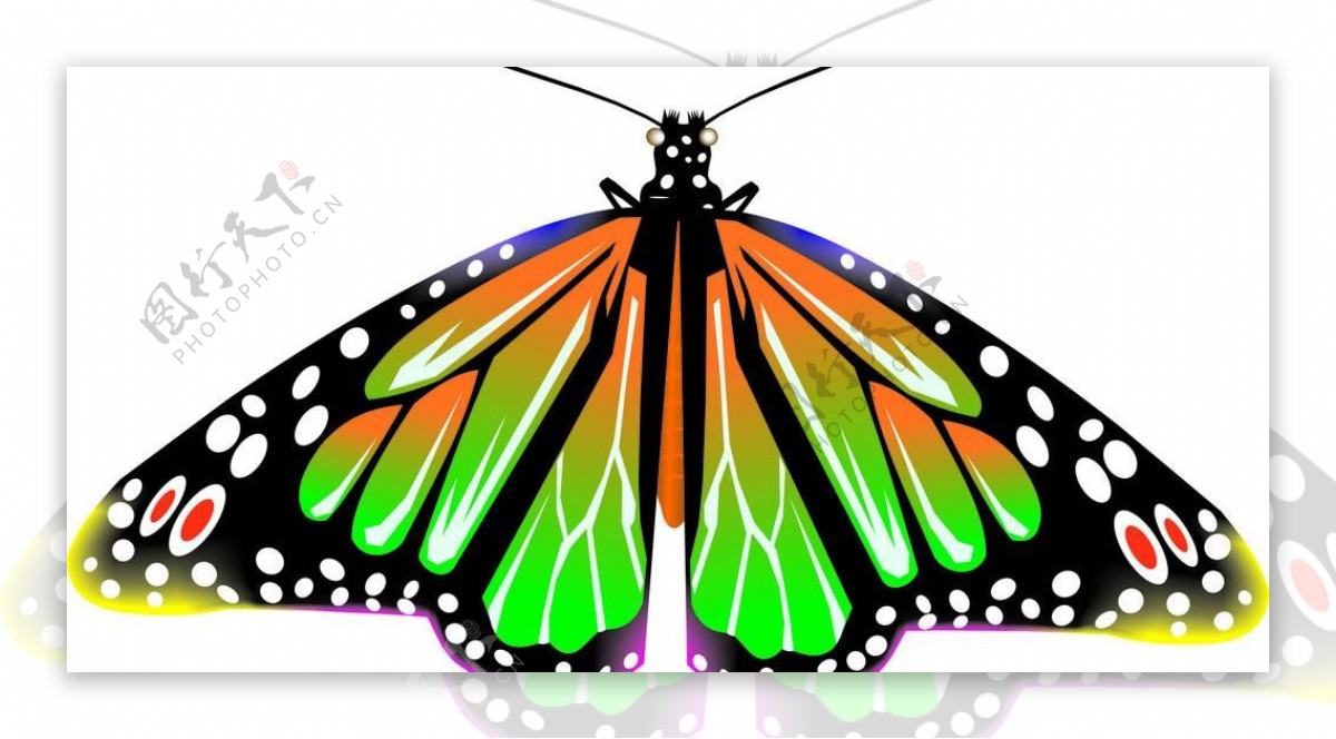 一只有漂亮翅膀的蝴蝶图片