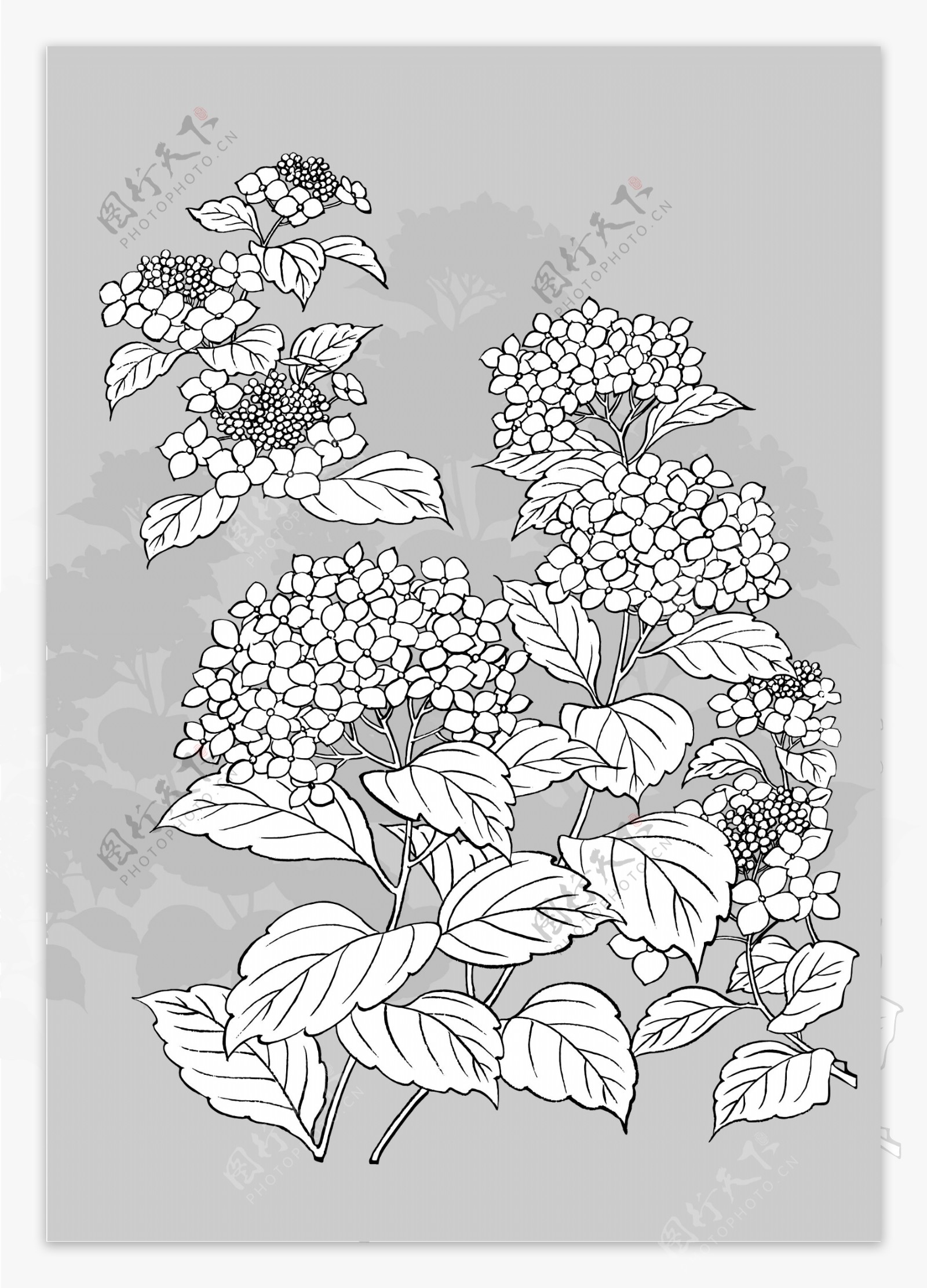 日本线描植物花卉矢量素材1紫阳花与蜗牛