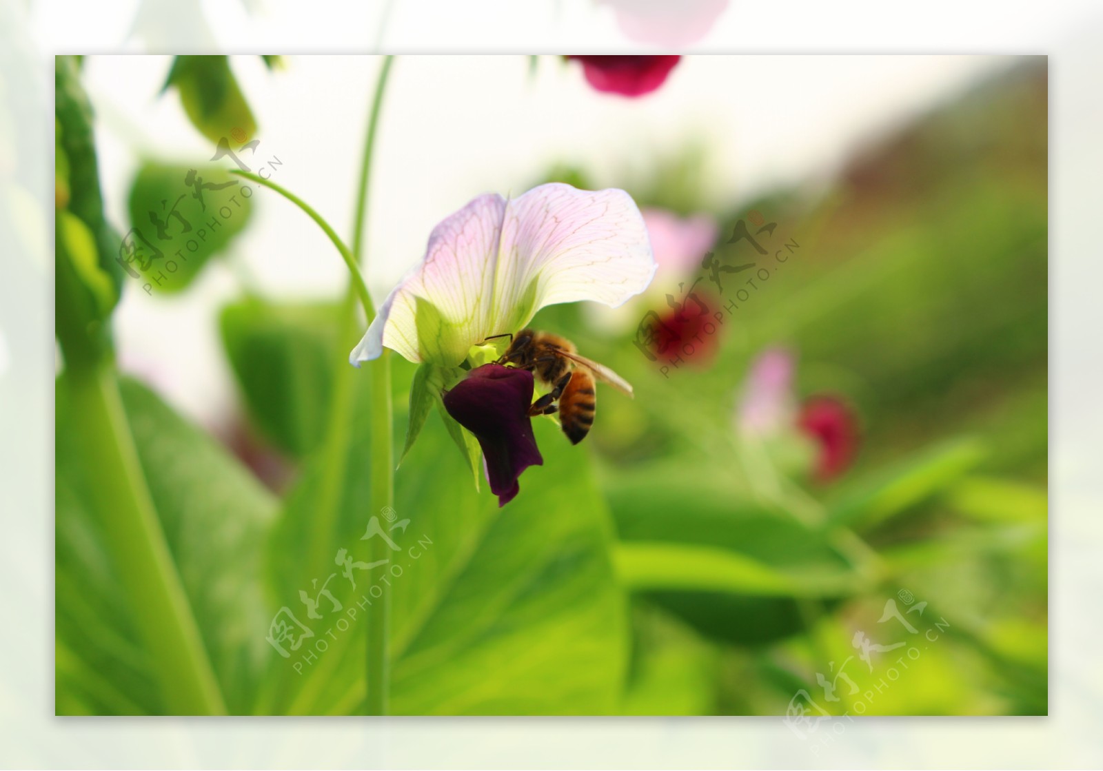 蜜蜂与豌豆图片