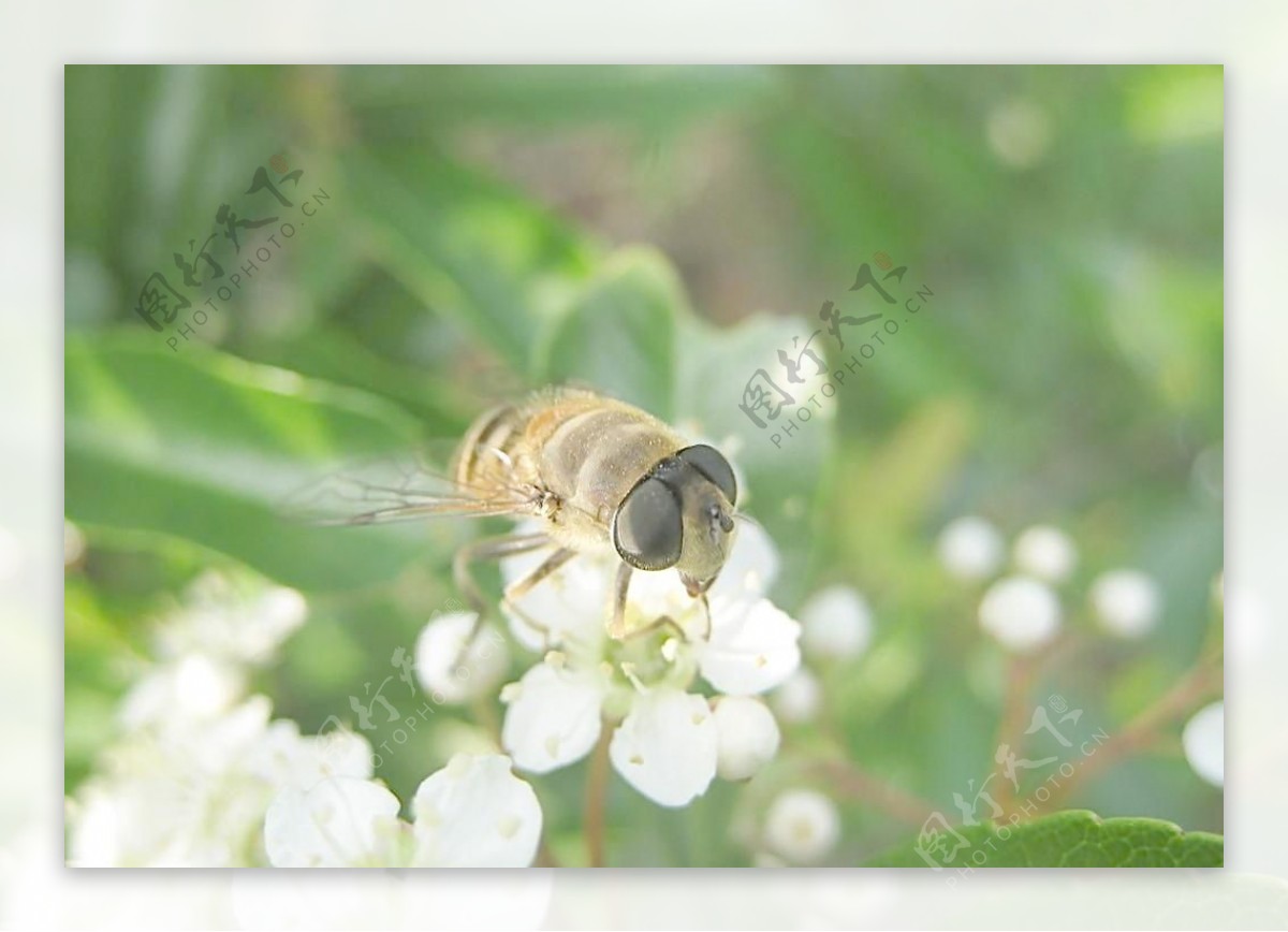 蜜蜂采蜜图片素材-编号04829434-图行天下