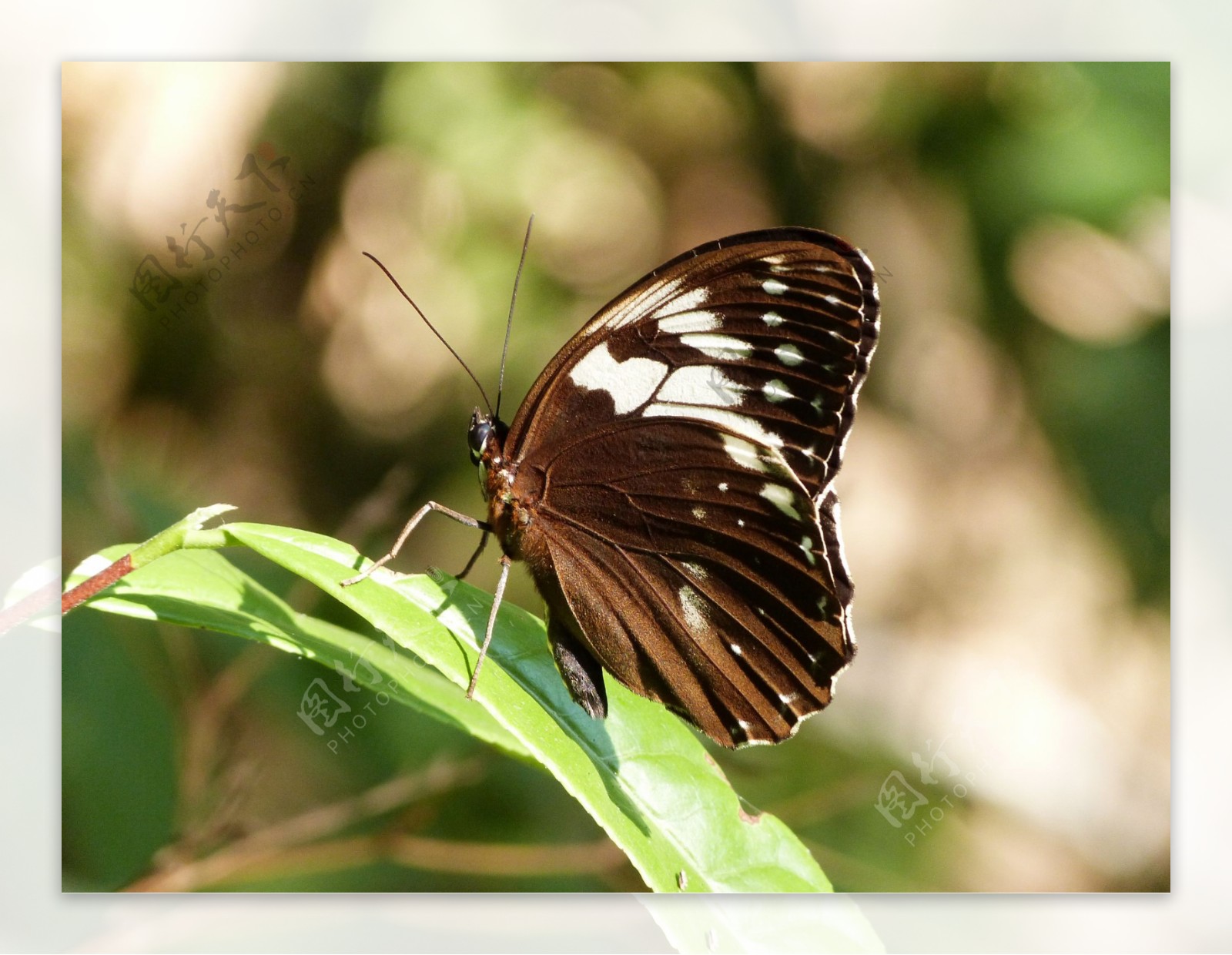 白斑眼蝶图片