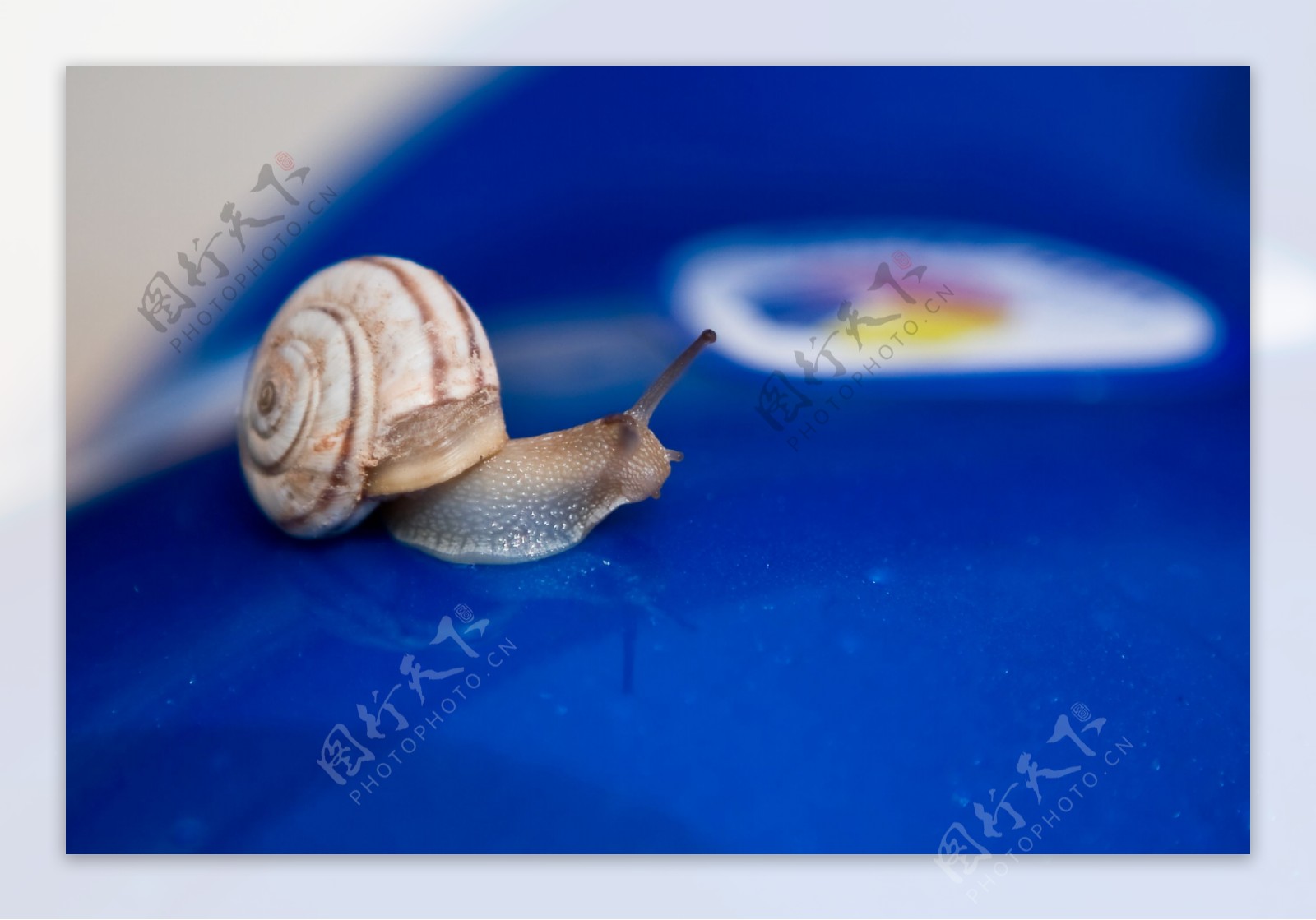 蜗牛爬上安全帽图片