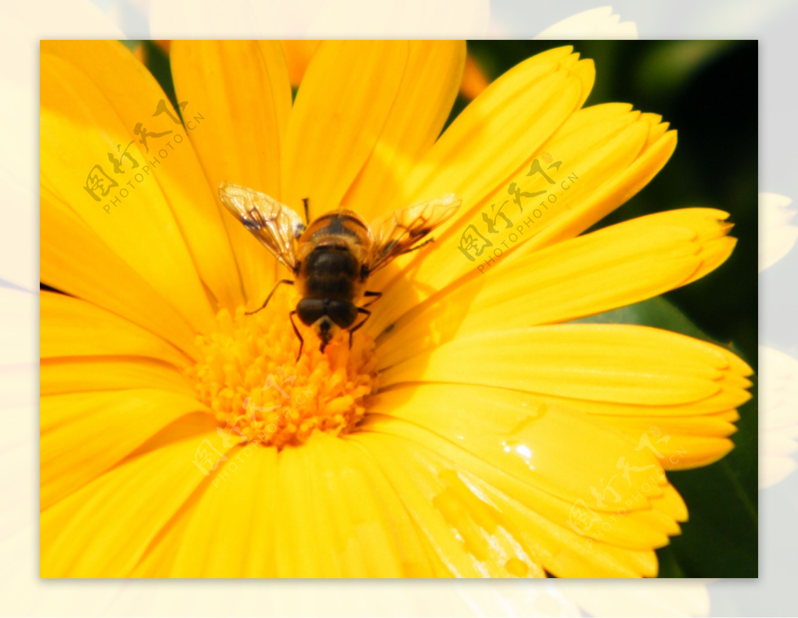微距蜜蜂图片