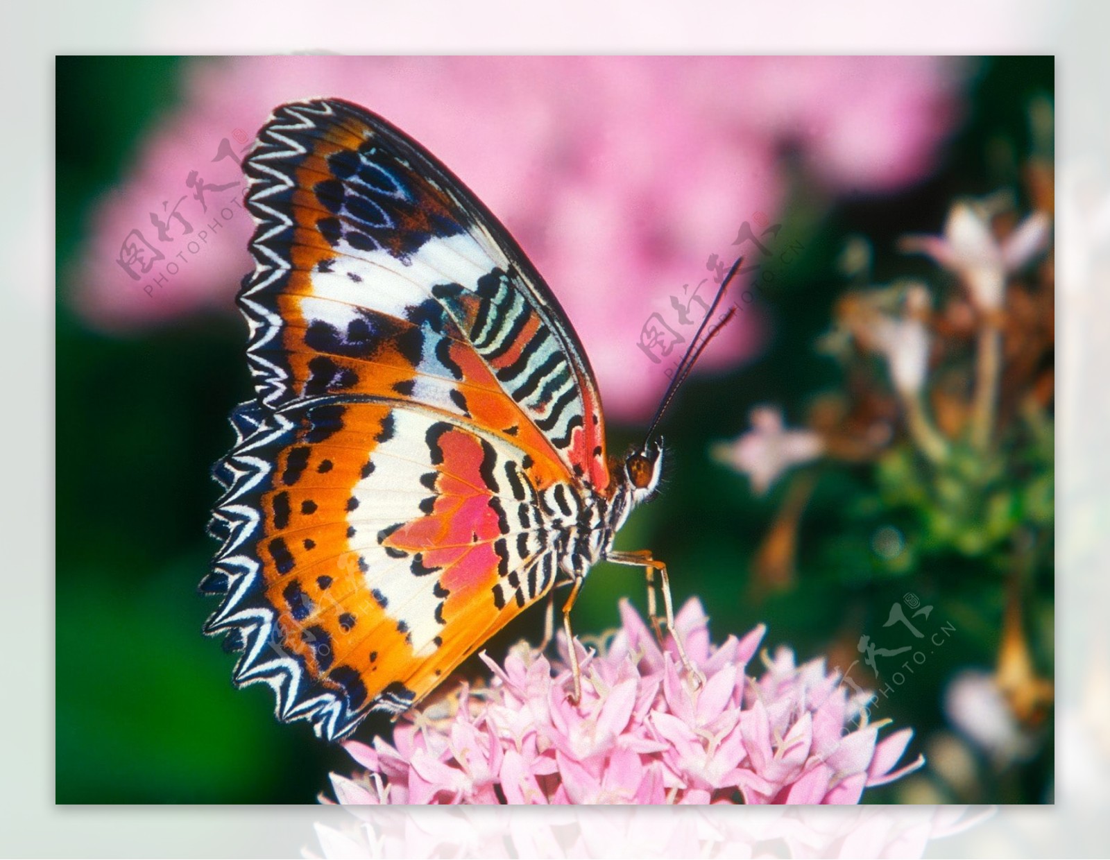 花斑纹蝴蝶图片