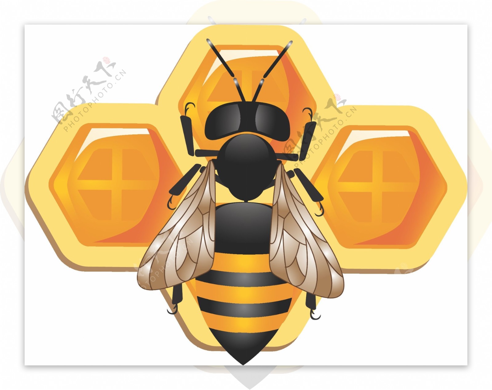 可爱的3D蜜蜂和蜂窝矢量图