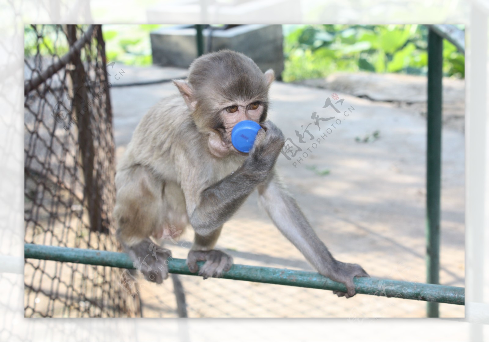 猴子喝水图