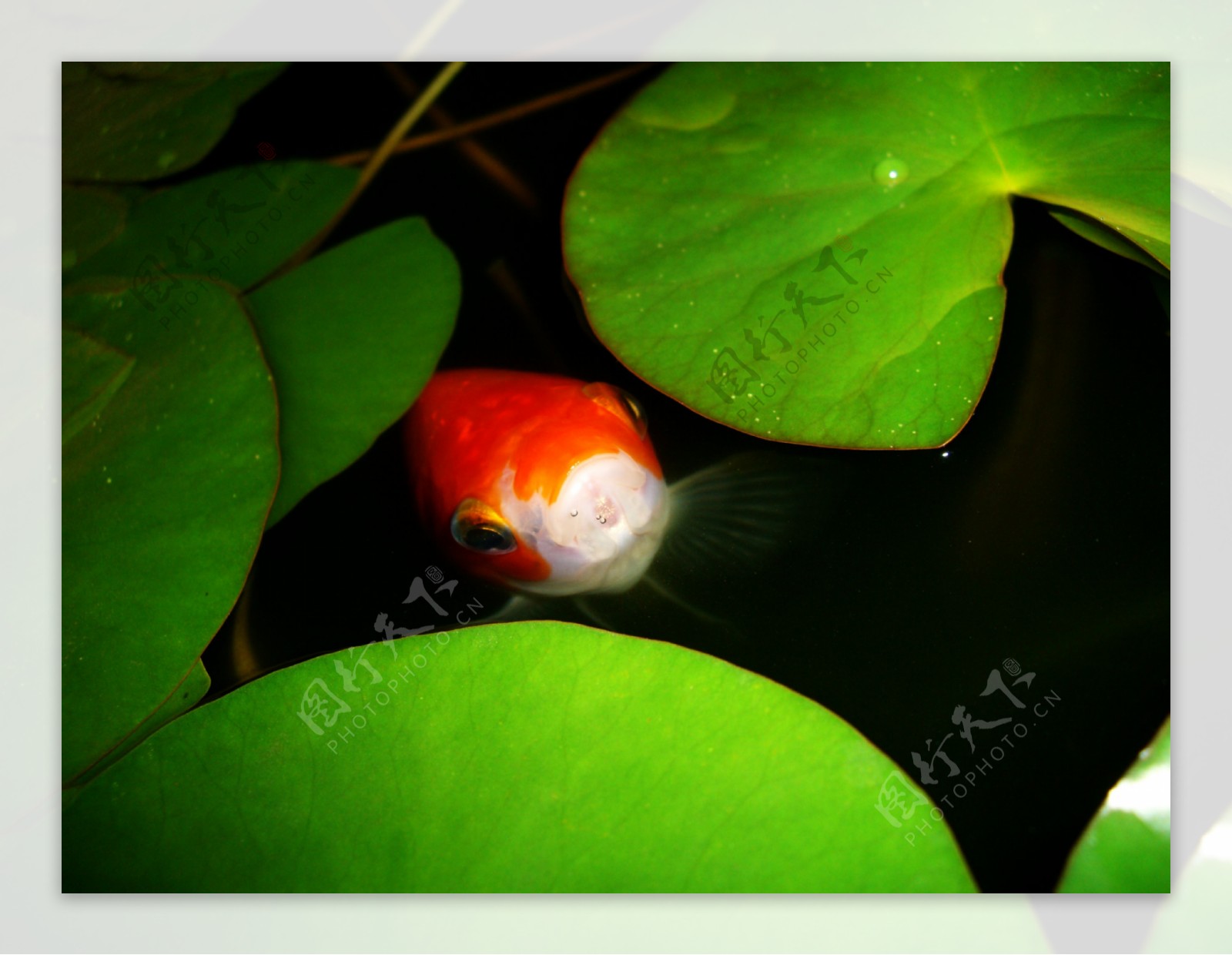 睡莲池里的锦鲤图片