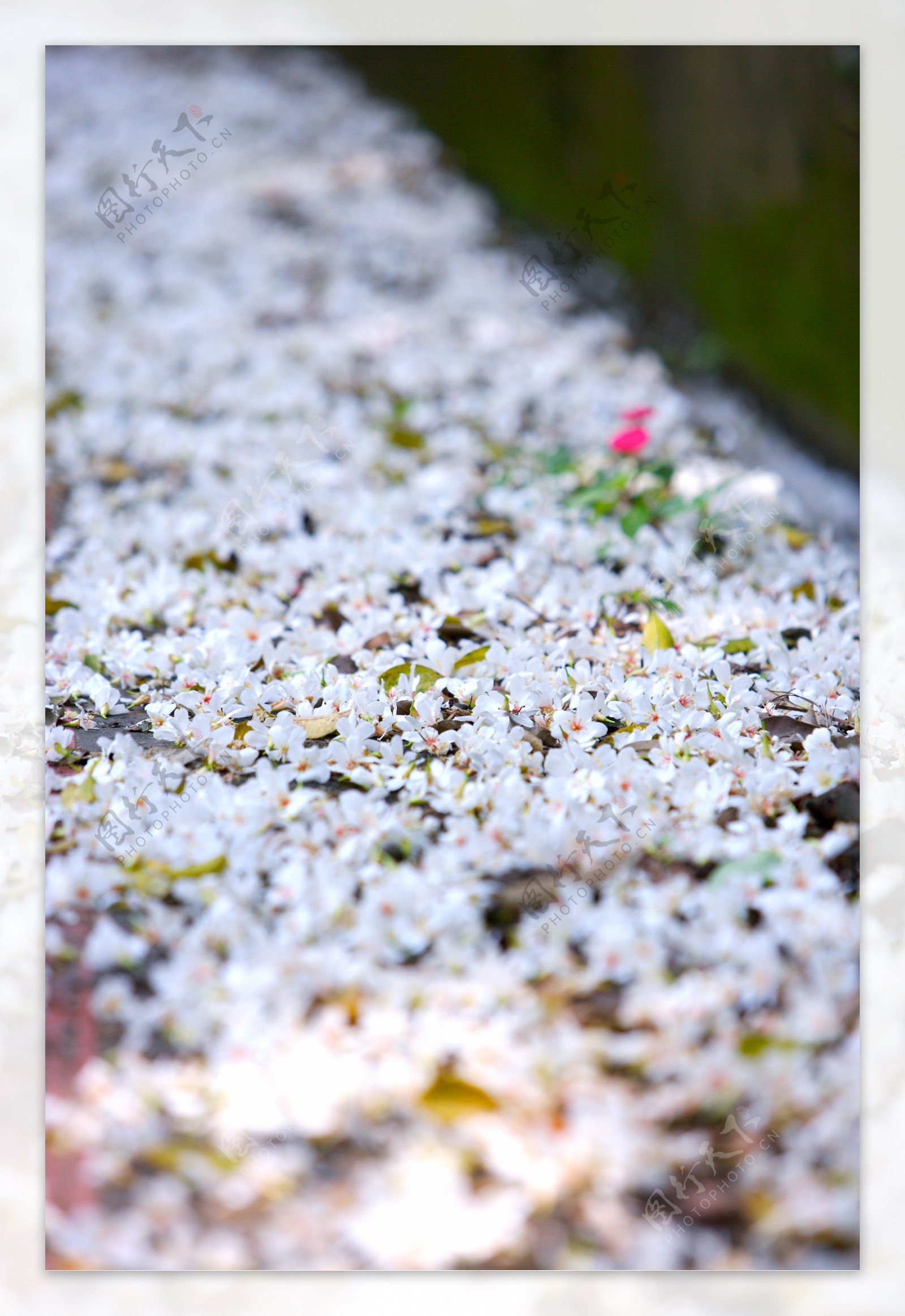 白色純淨花花朵鲜花花卉繁花似景