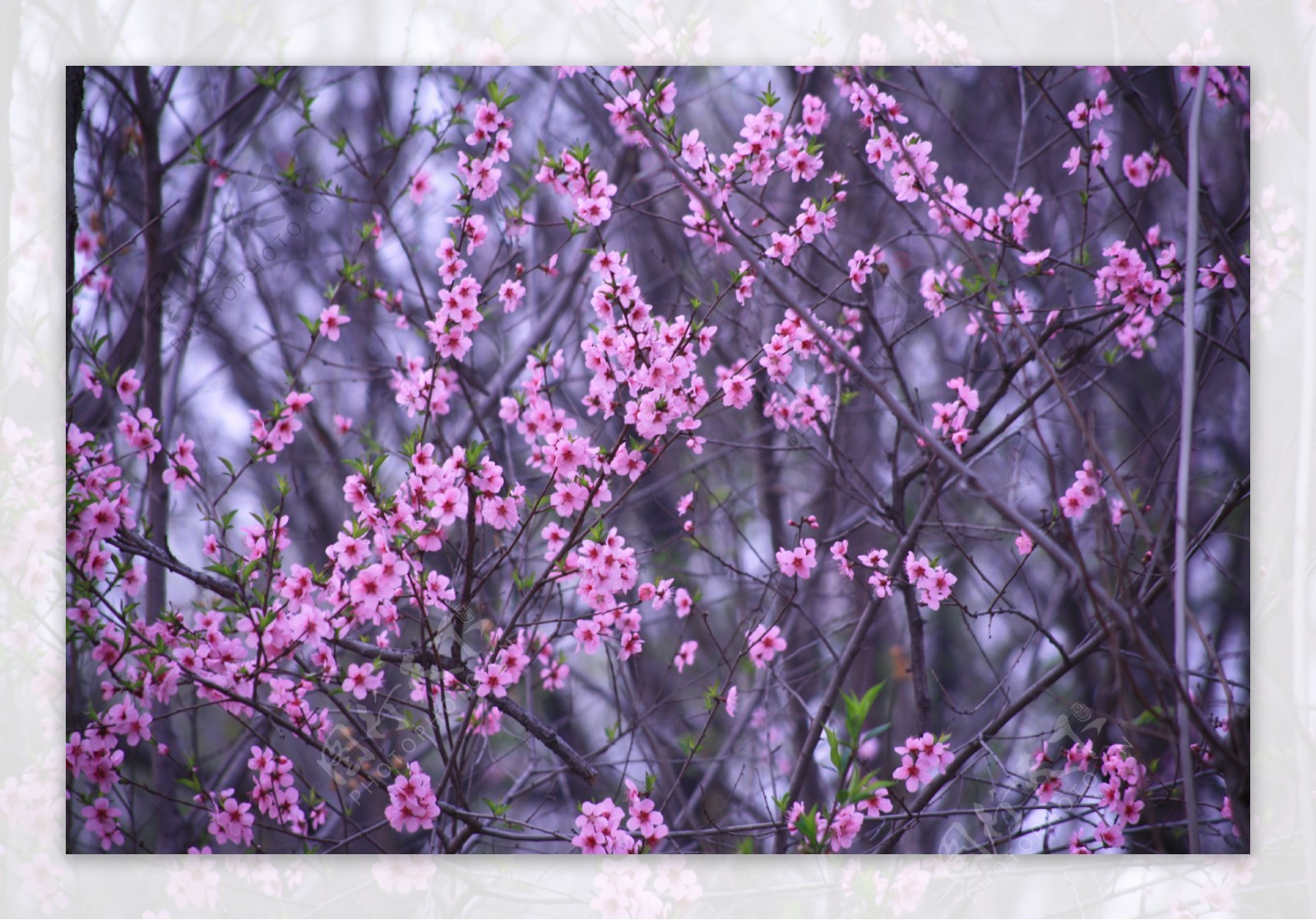 万紫千红桃花图片