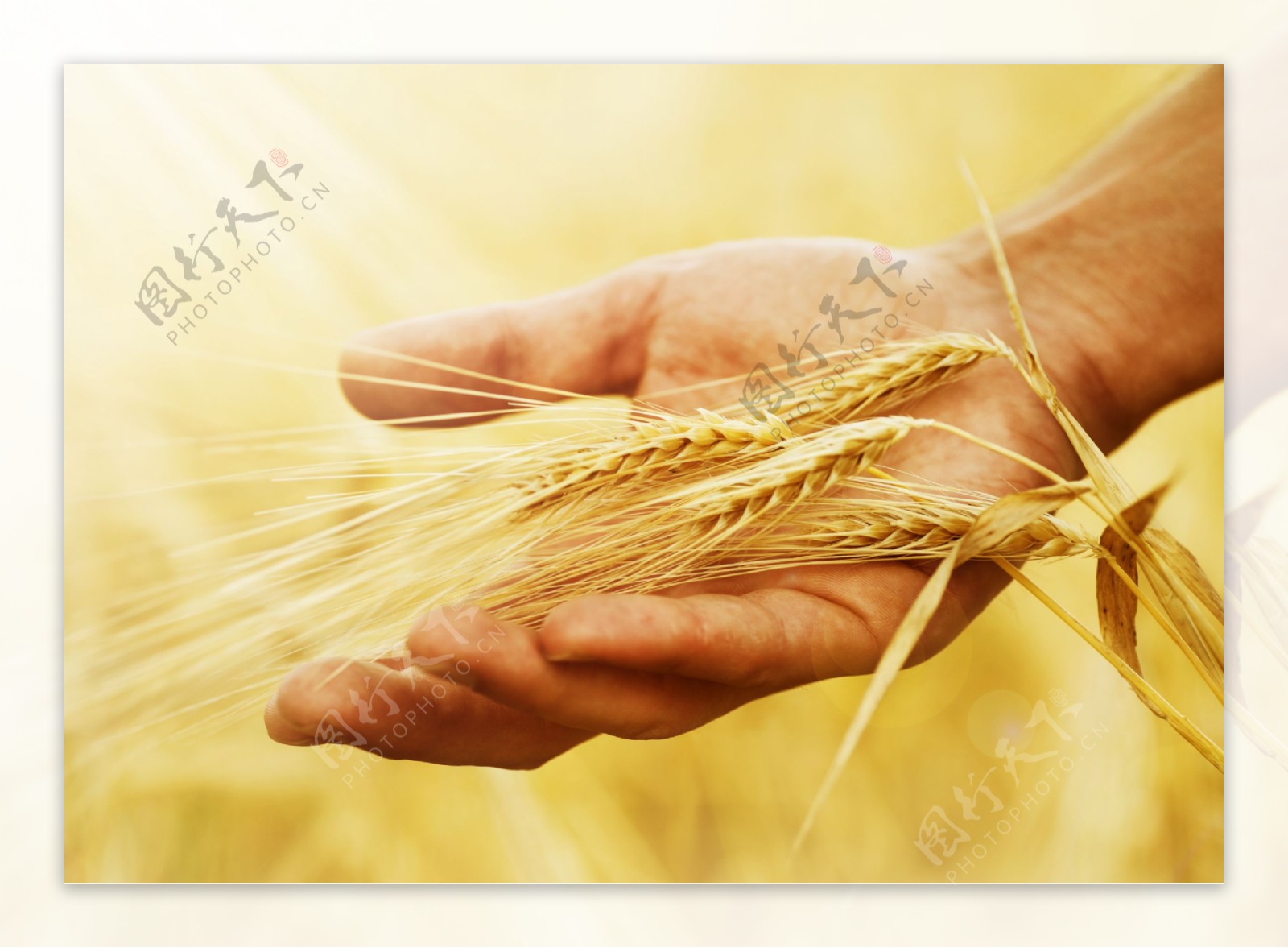 手握小麦丰收的喜悦庄稼粮食