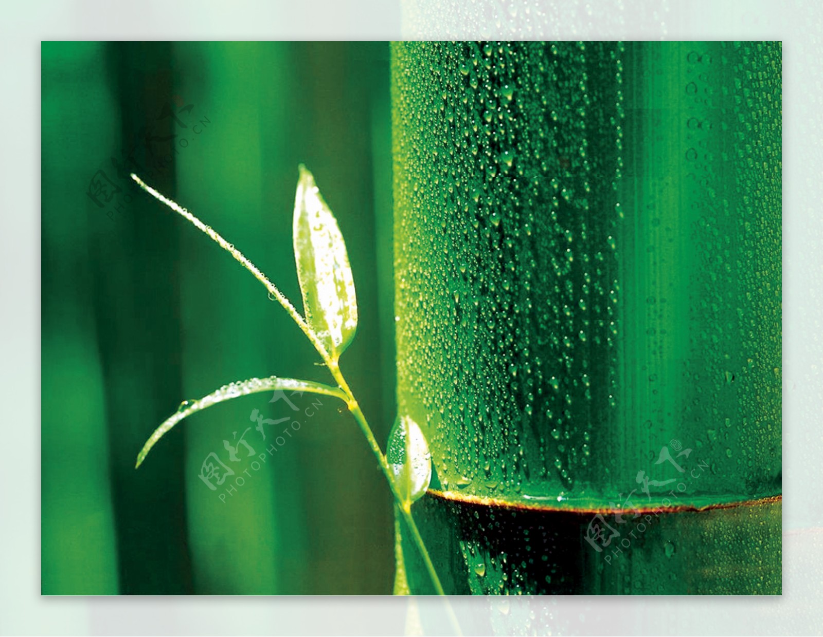竹之美图片