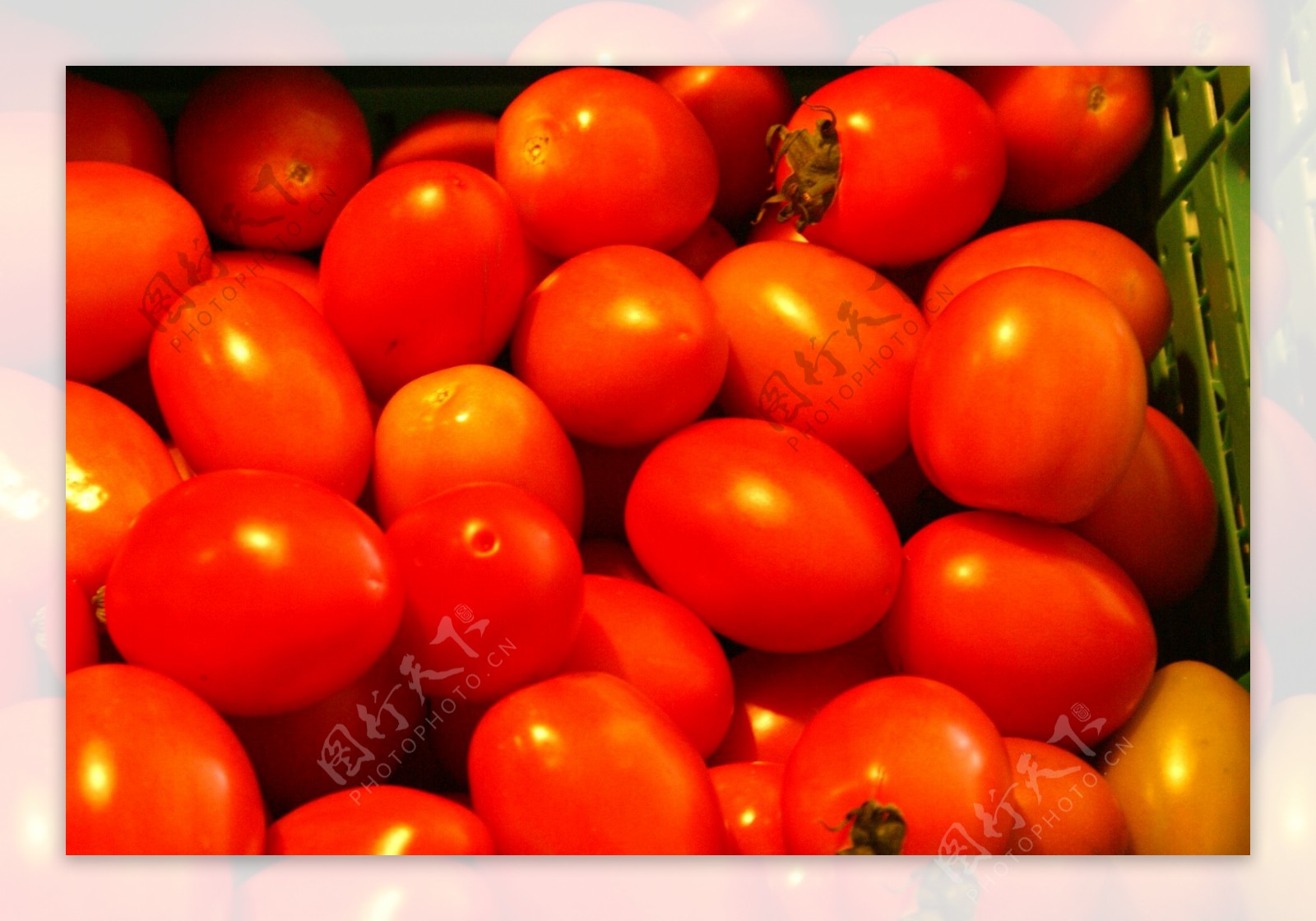 外国蕃茄图片