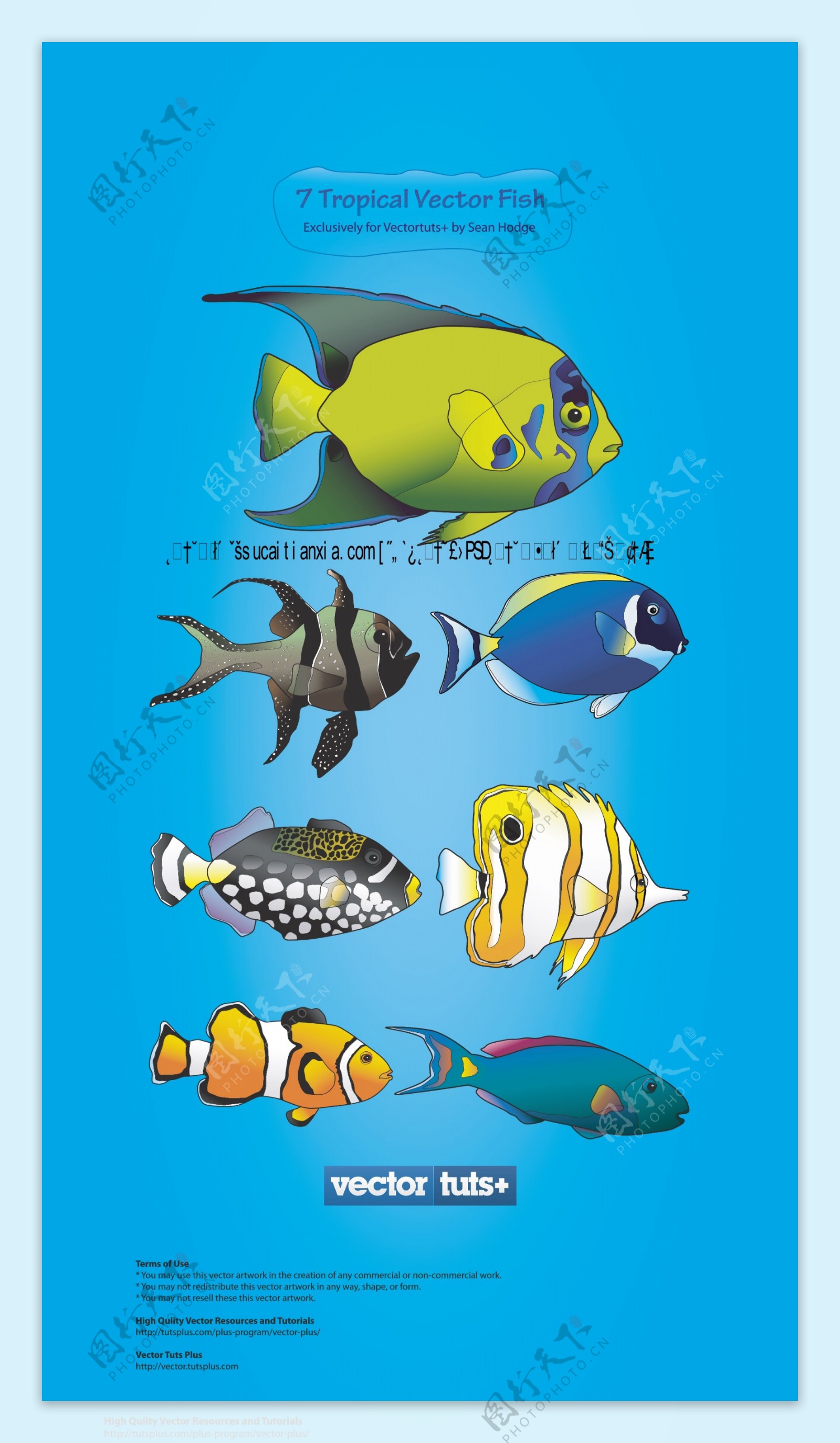 七种热带海洋鱼类矢量素材