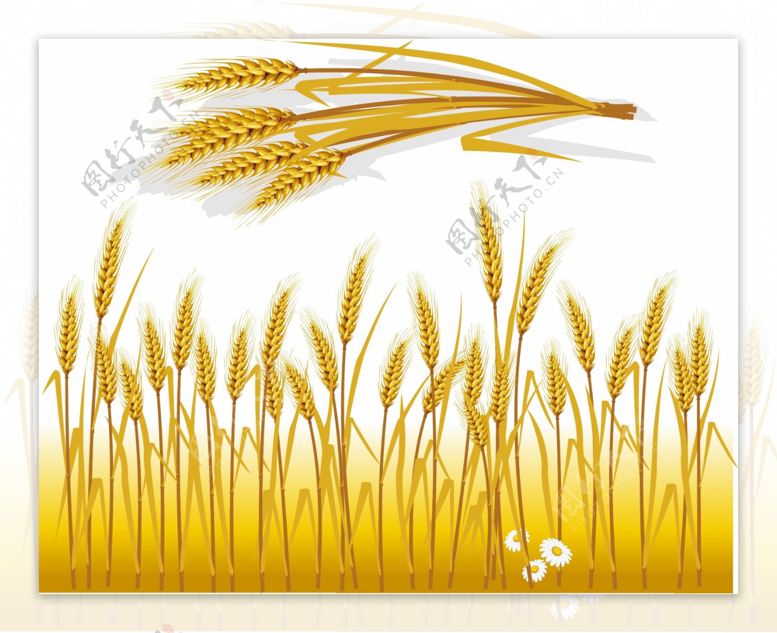 小麦粮食丰收麦子矢量素材