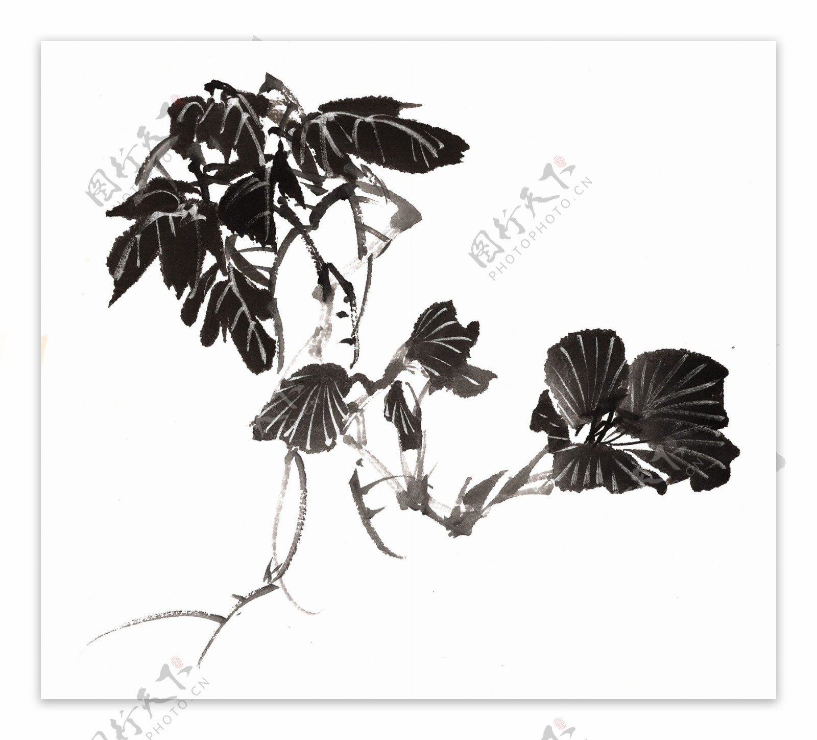 psd分层素材透明背景中国画水墨植物图片