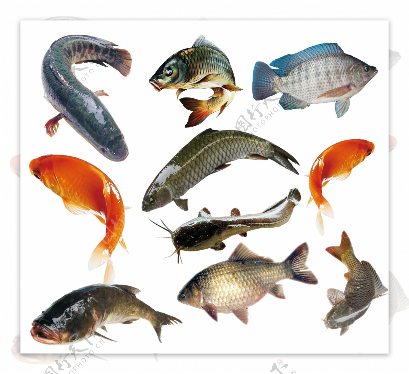 鱼类大全图片素材-编号13280507-图行天下