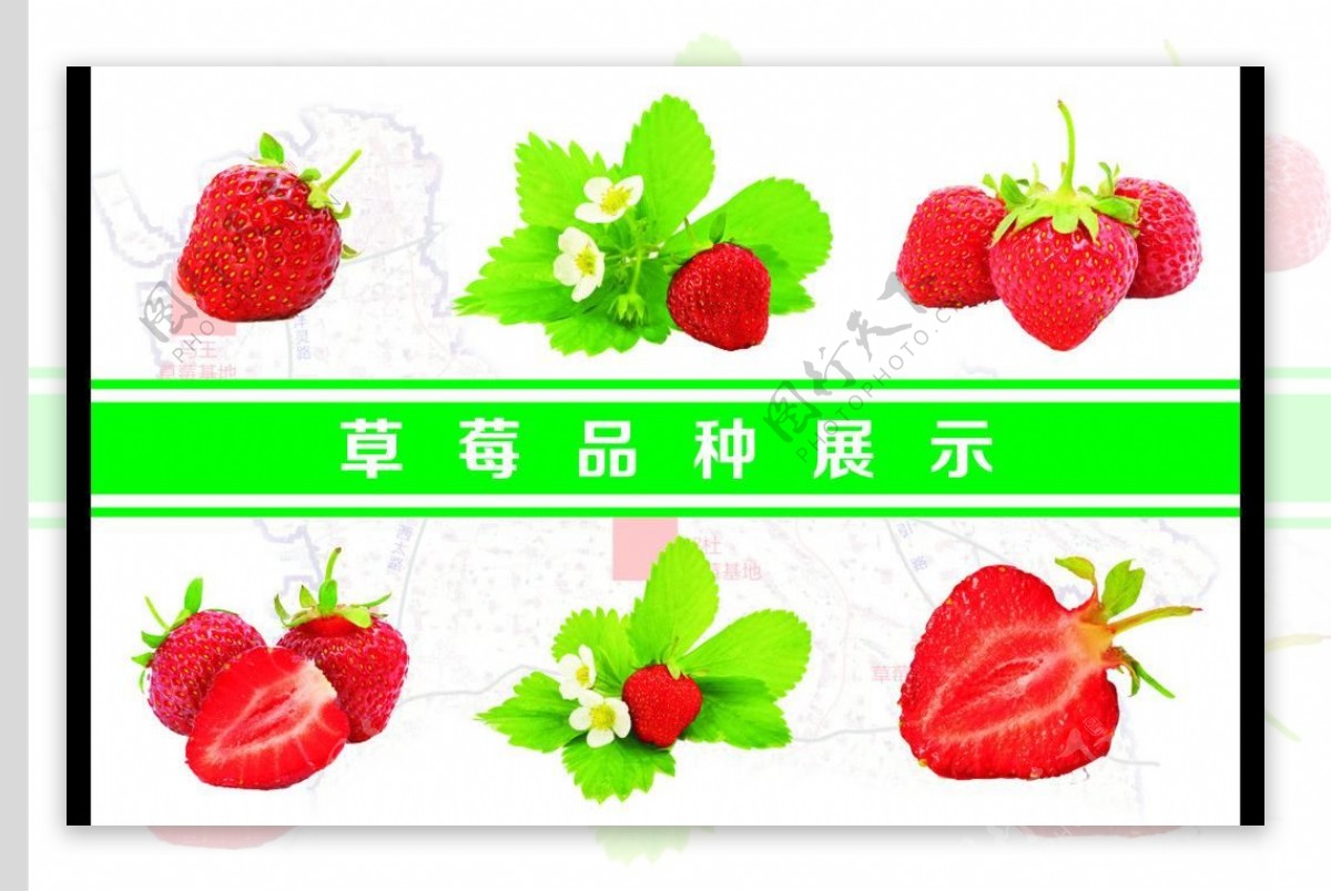 草莓品种介绍展板图片