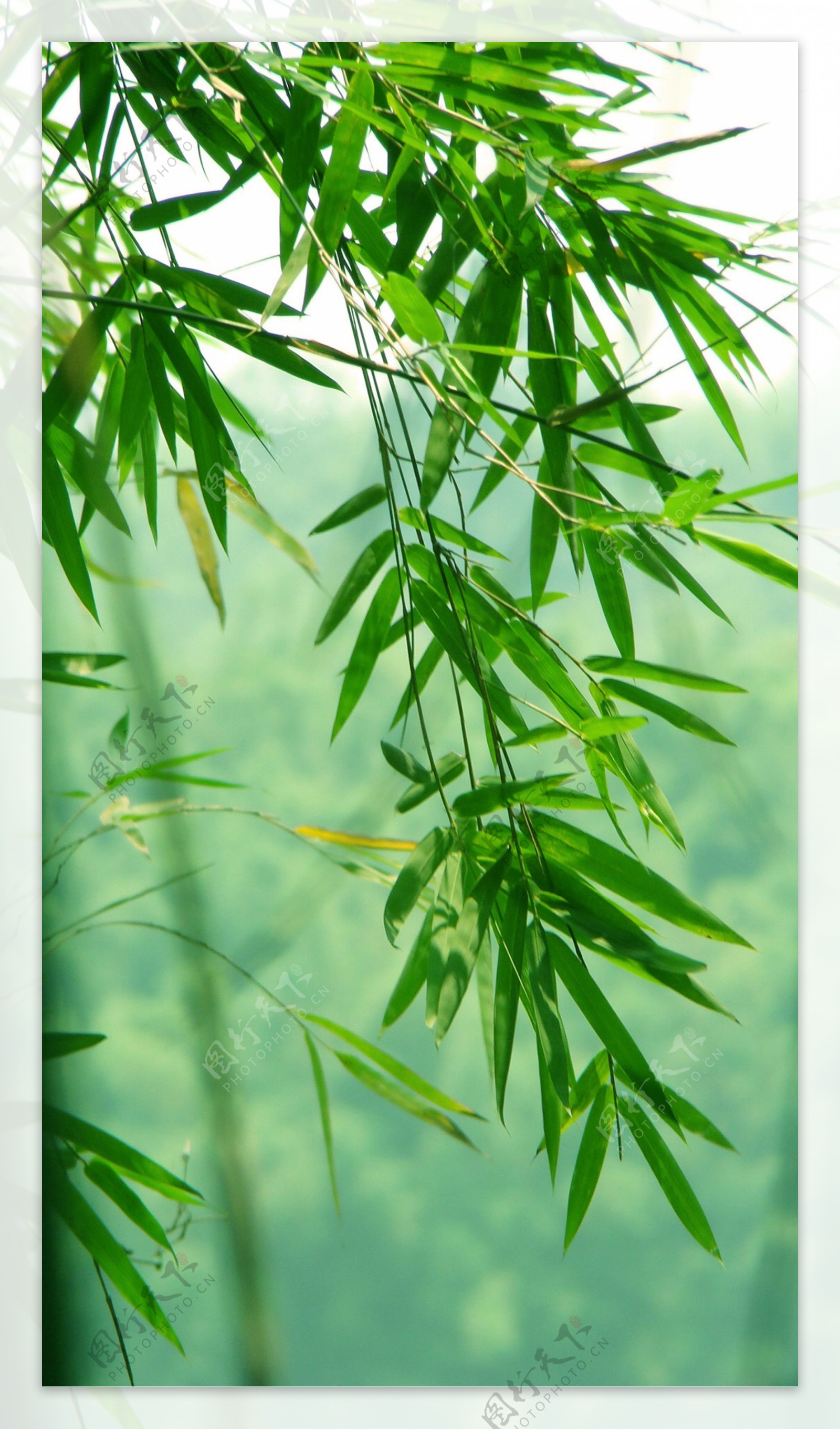 竹之韵图片