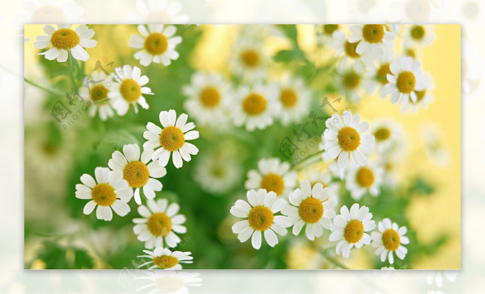 位图植物花朵写实花卉菊花免费素材