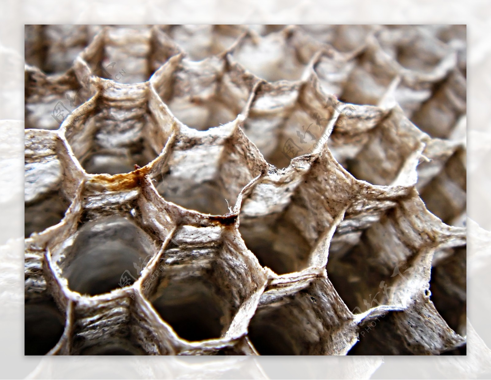 蜜蜂在蜂房蜂巢的特写照片摄影图片_ID:133058961-Veer图库