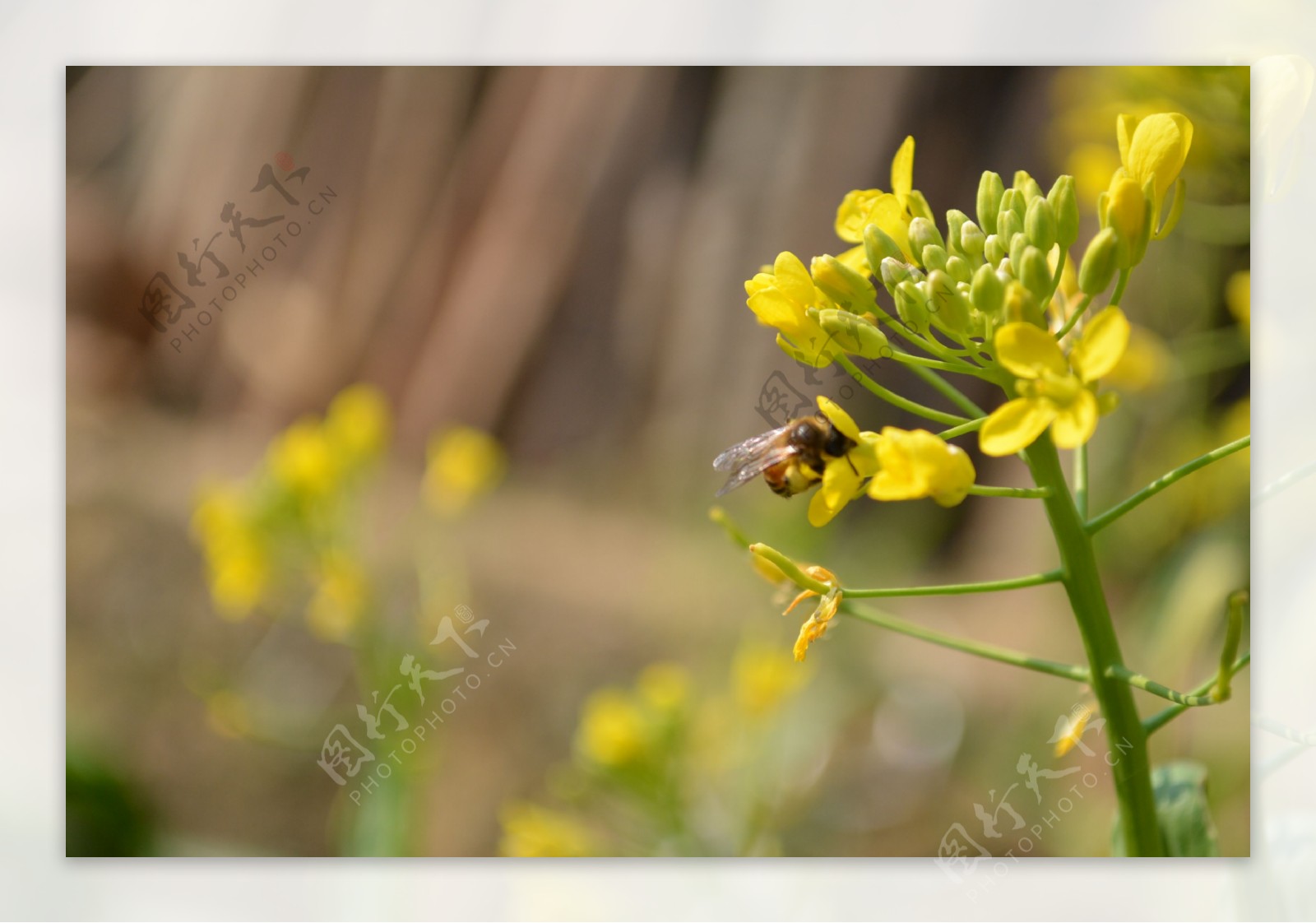 蜜蜂油菜花图片