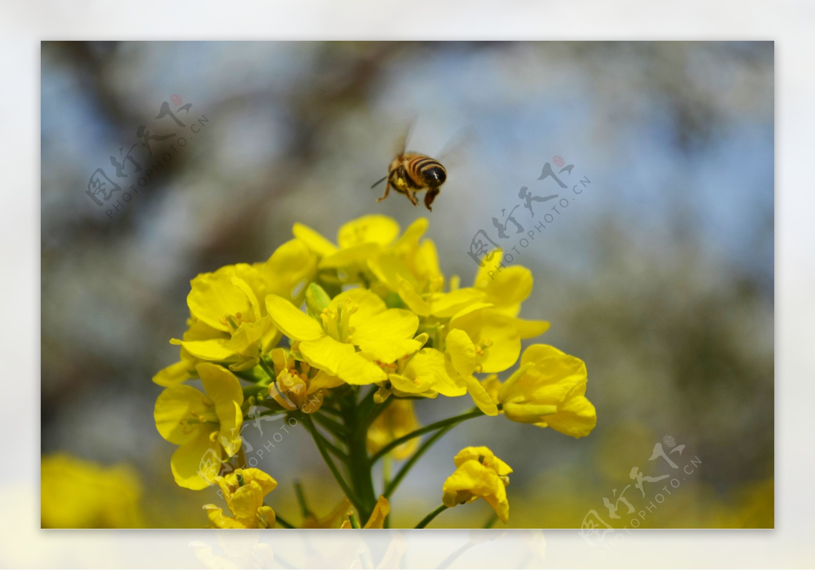 蜜蜂采花粉图片