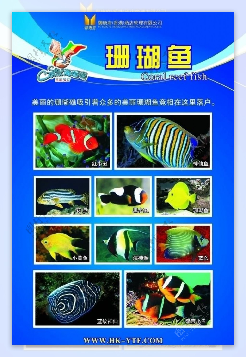 珊瑚鱼类广告宣传画图片