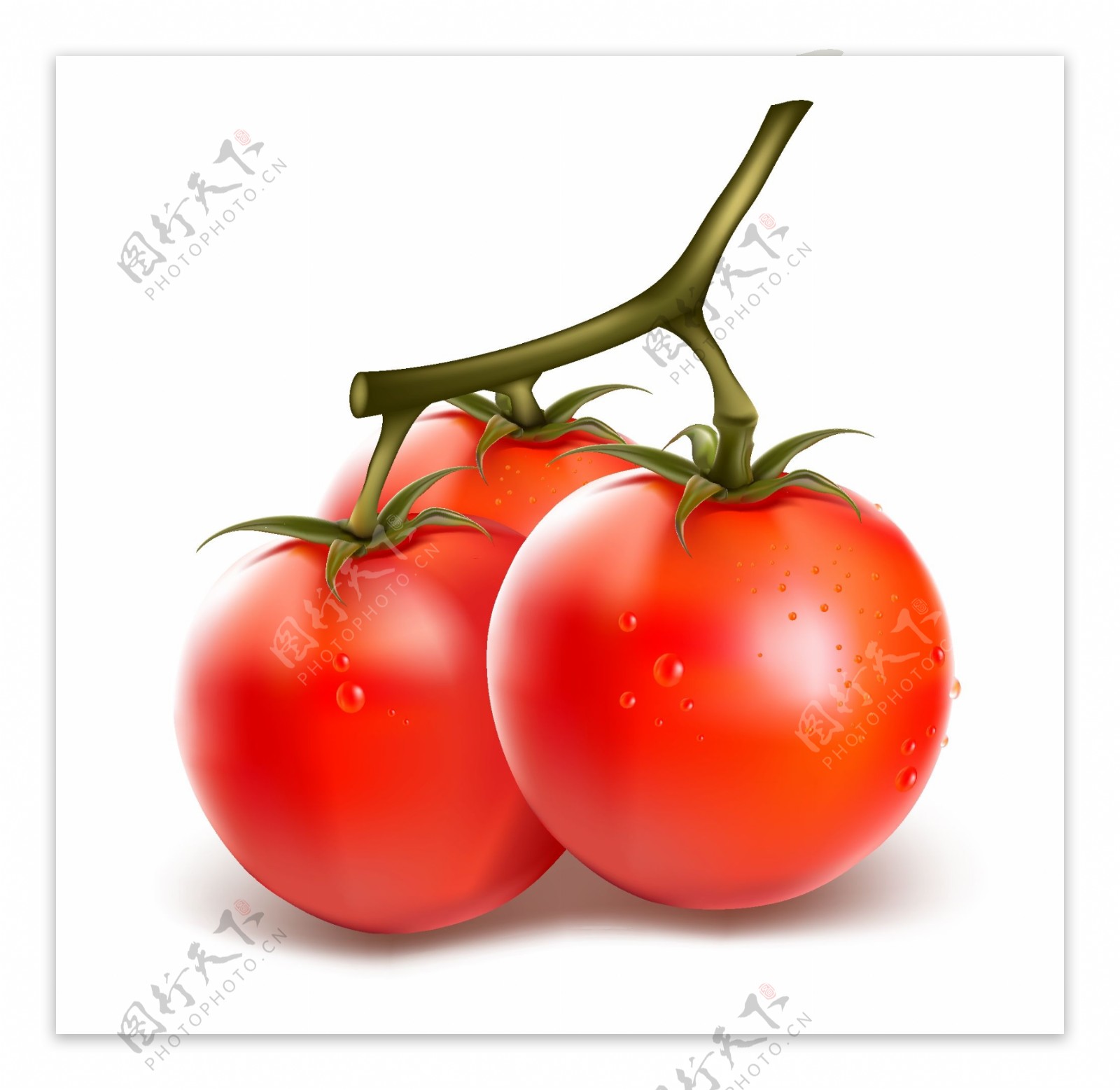 新鲜的西红柿矢量素材