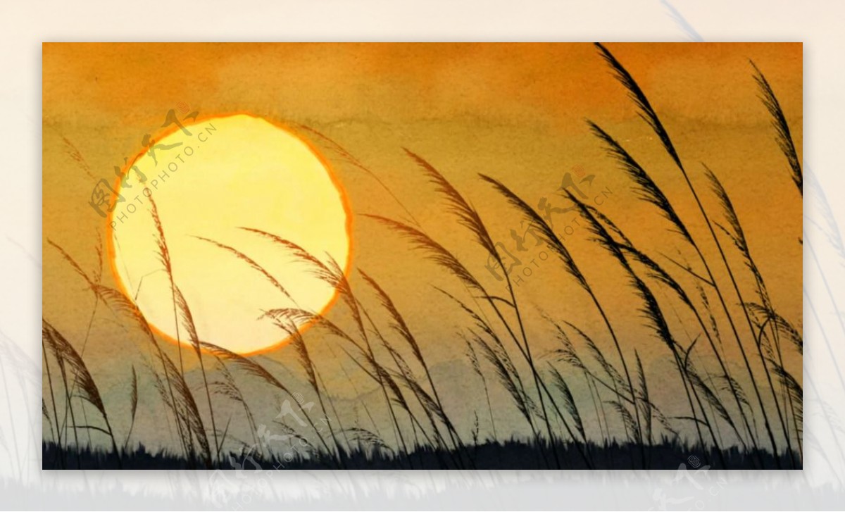 黄昏美景夕阳下的芦苇草无限循环视频素材